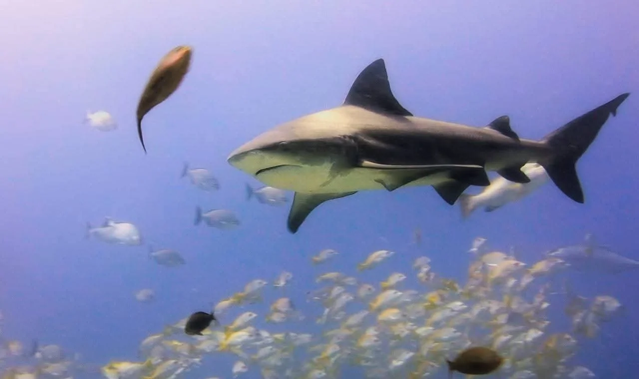 Experience the Ocean Beyond Diving