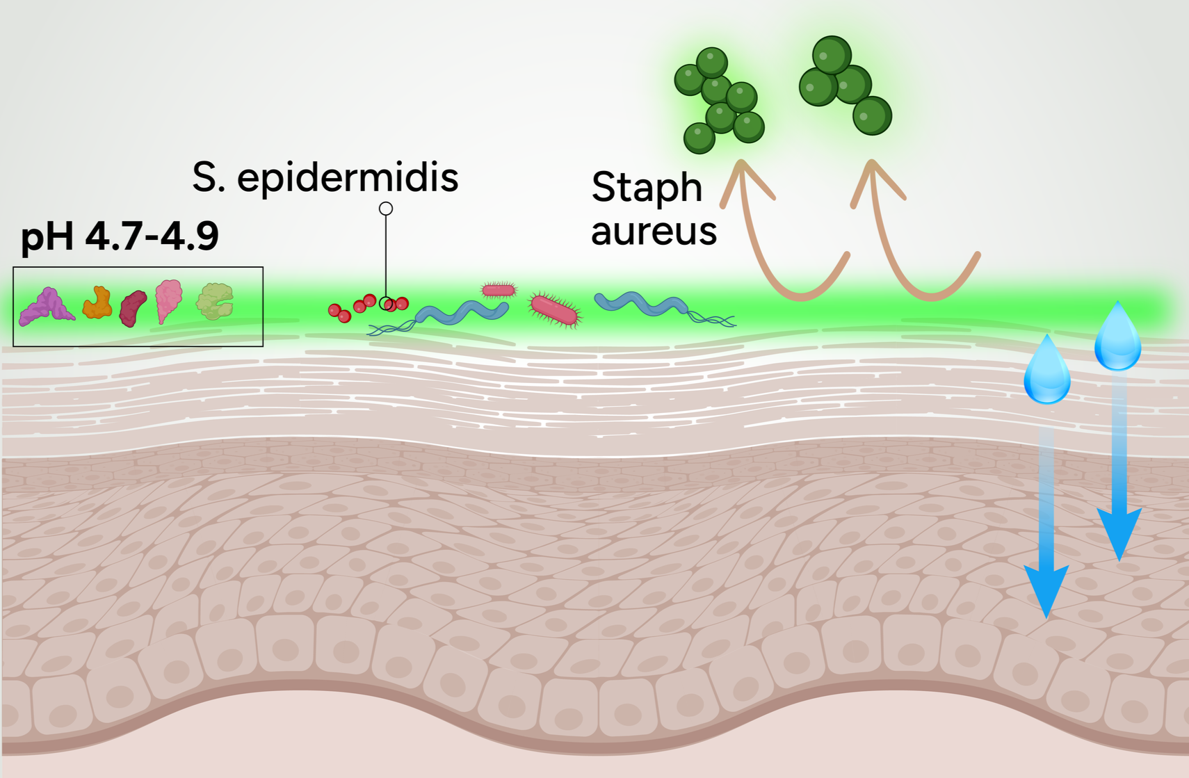 The Skin Layer You’ve Never Heard Of Is Controlling Your Barrier