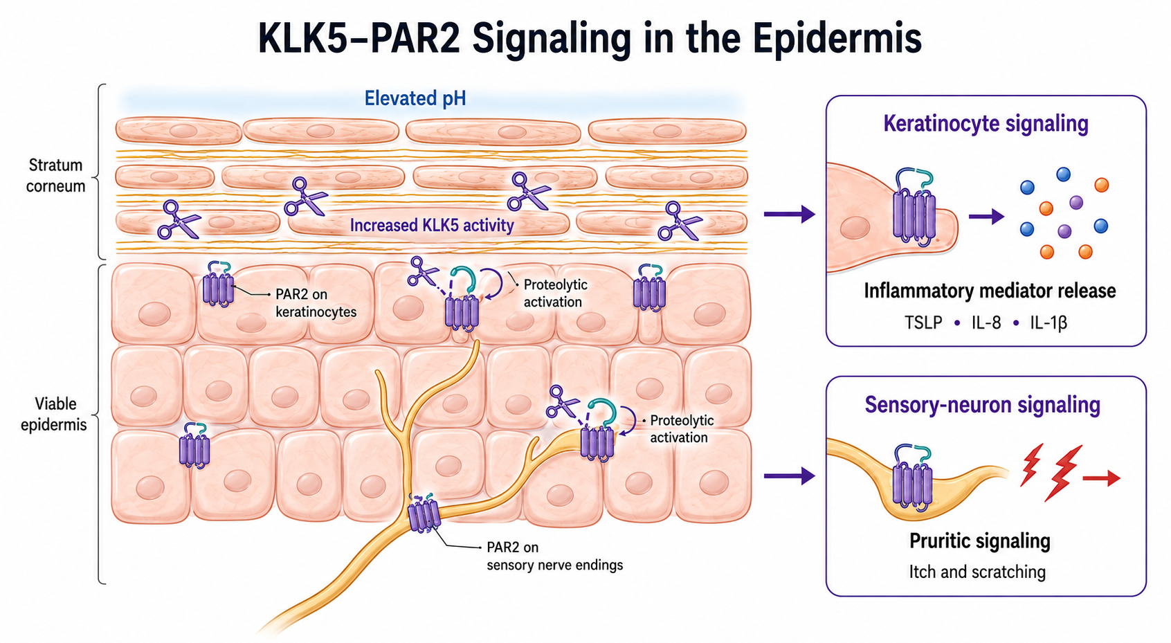 Elevated pH and PAR2 pathway activation by proteases