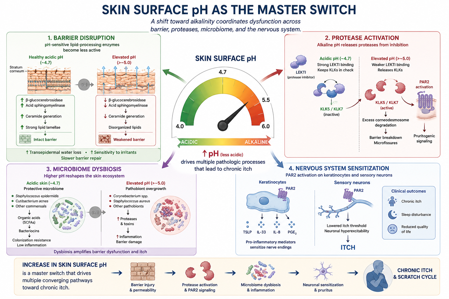 Skin Surface pH as the Master Switch: A shift toward alkalinity coordinates dysfunction across barrier, proteases, microbiome, and the nervous system with skin surface pH scale.