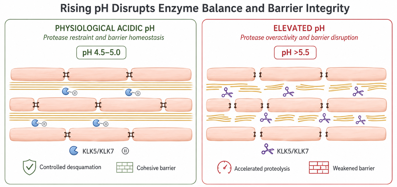 Rising pH Disrupts Enzyme Balance and Barrier Integrity