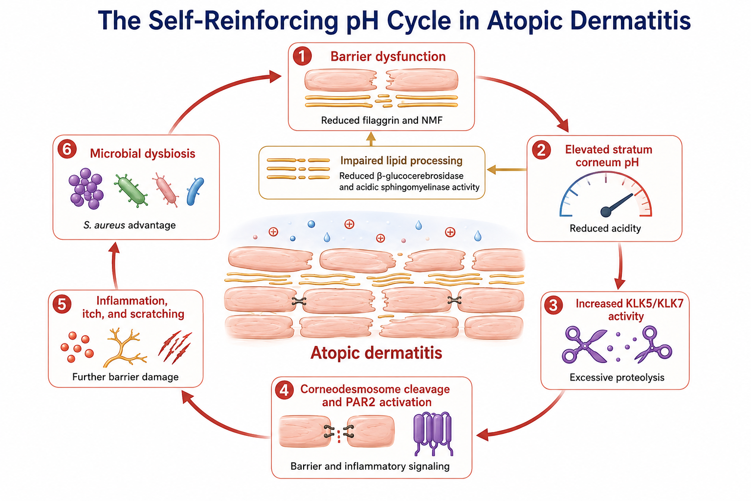 The Self-Reinforcing pH Cycle in Atopic Dermatitis