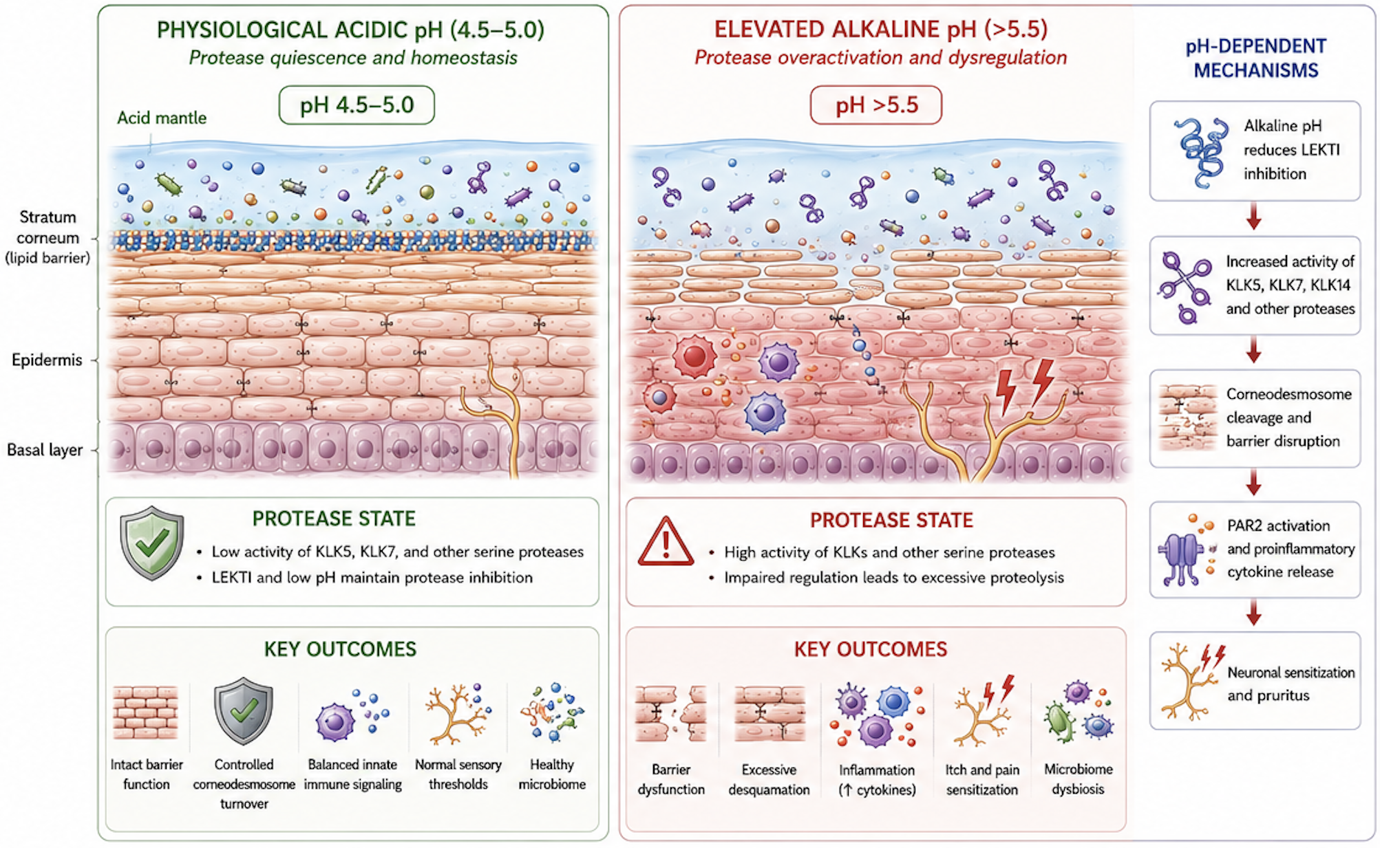 The Acid Mantle and Epidermal Proteases: What Happens When pH Rises in Atopic Dermatitis