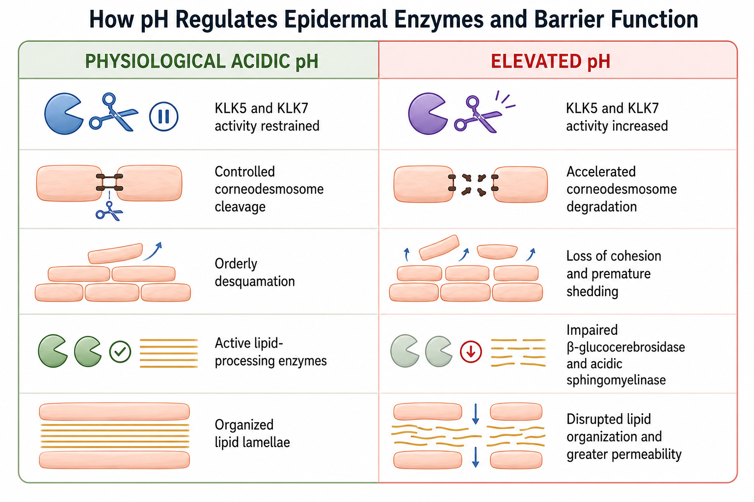 How pH Regulates Epidermal Enzymes and Barrer Function