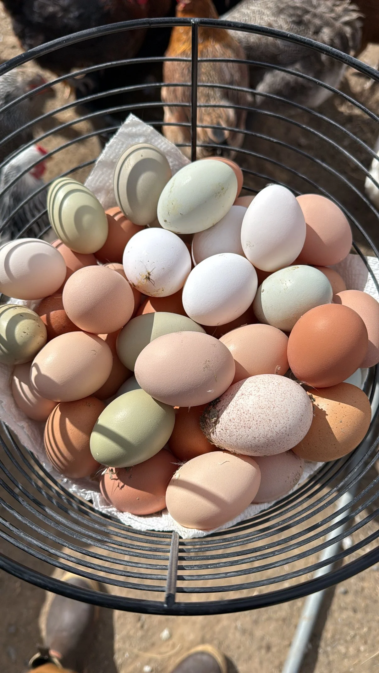 Welcome to Chaos Farms