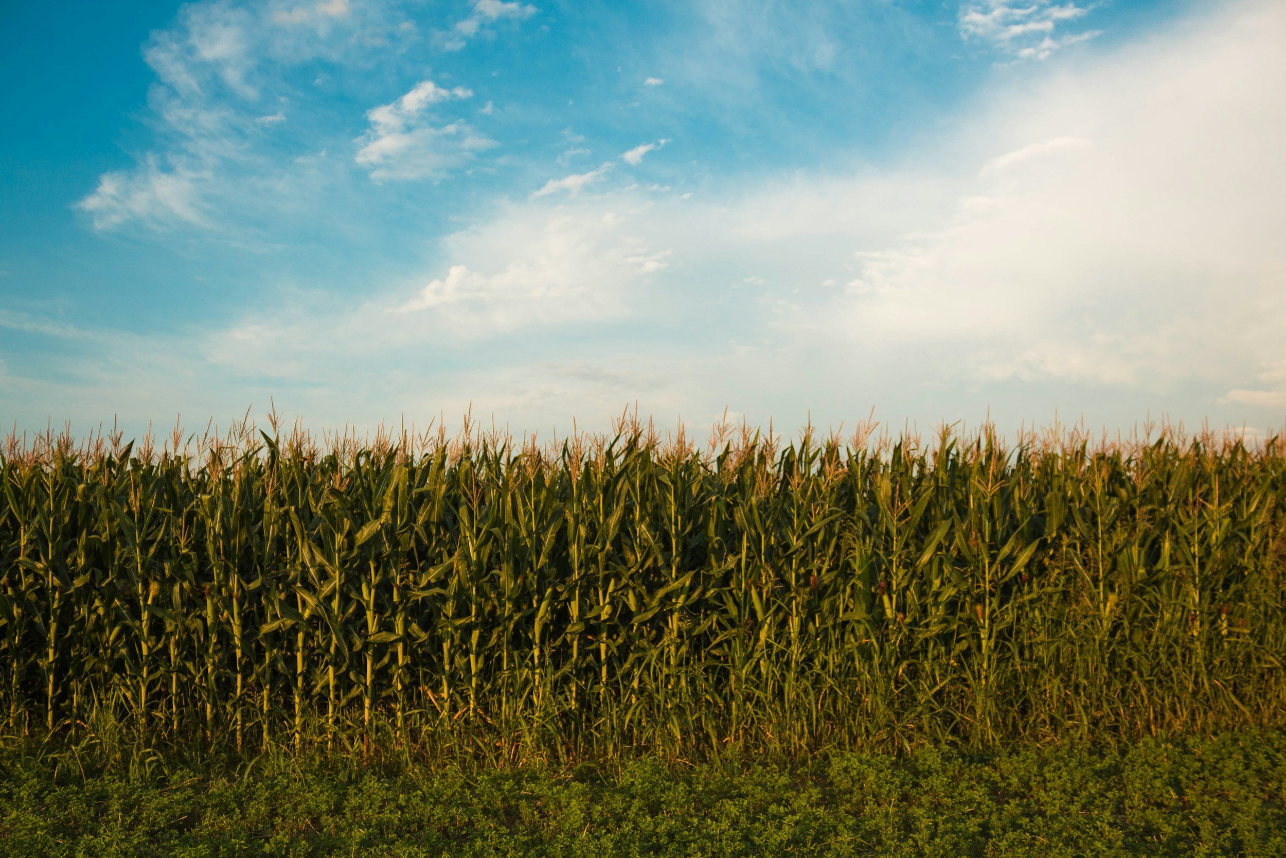 Corn