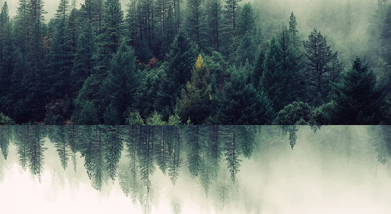 Tall trees in a forest with light filtering through, representing growth, reflection, and psychological development