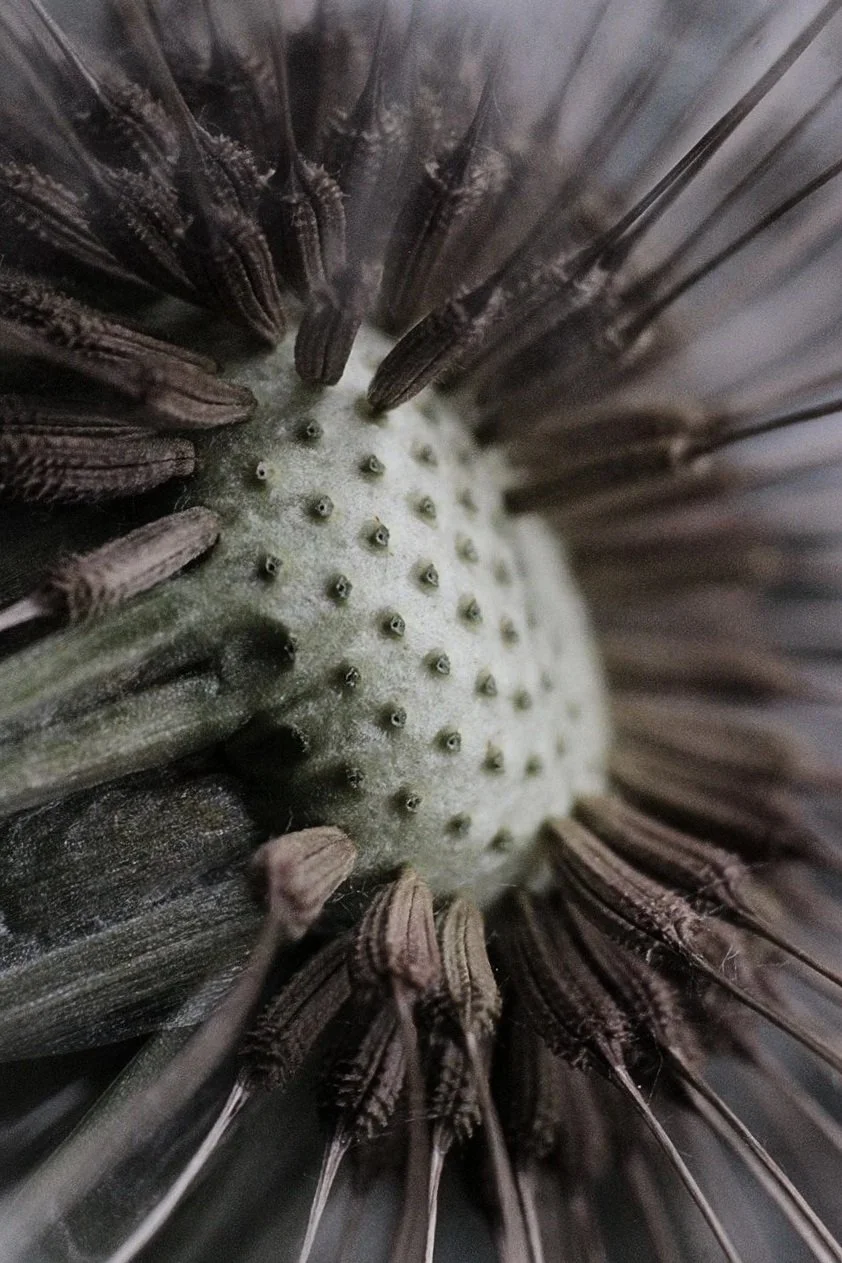 Close-up of a flower showing intricate natural patterns, representing psychological growth and development