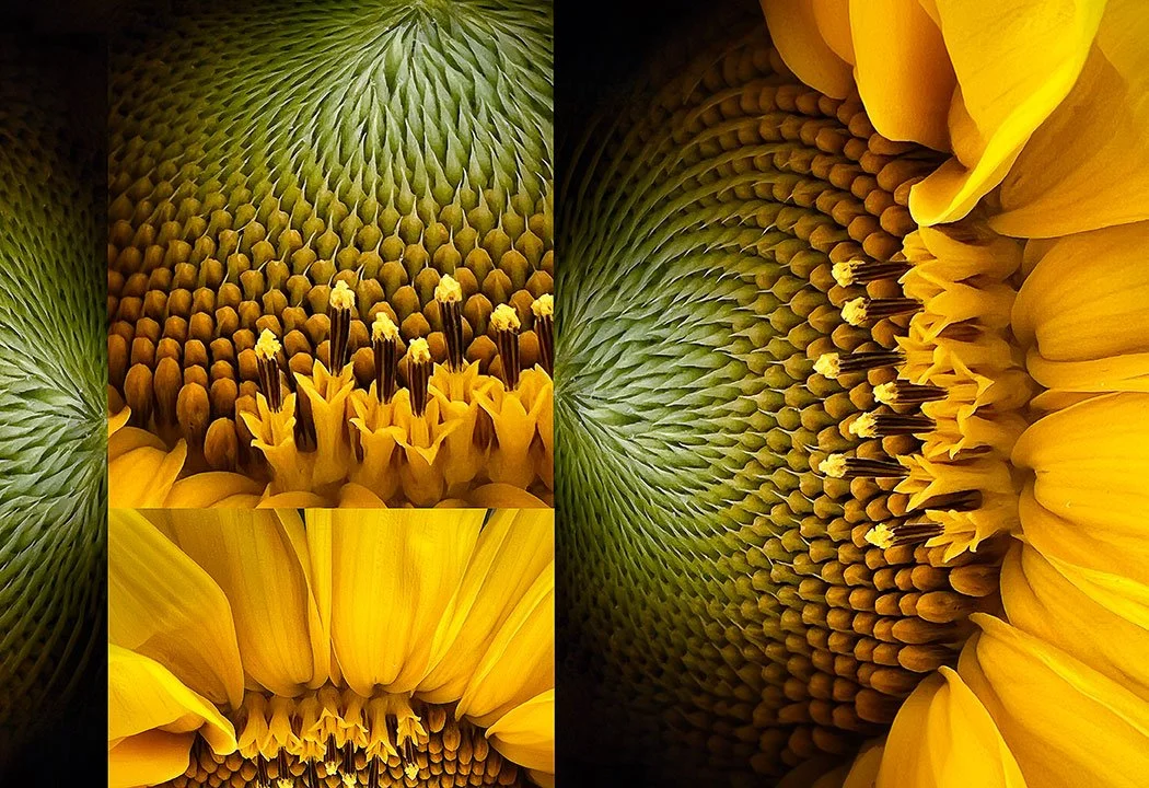 Close up of a flower showing layered natural patterns, representing connection, reflection, and psychological growth