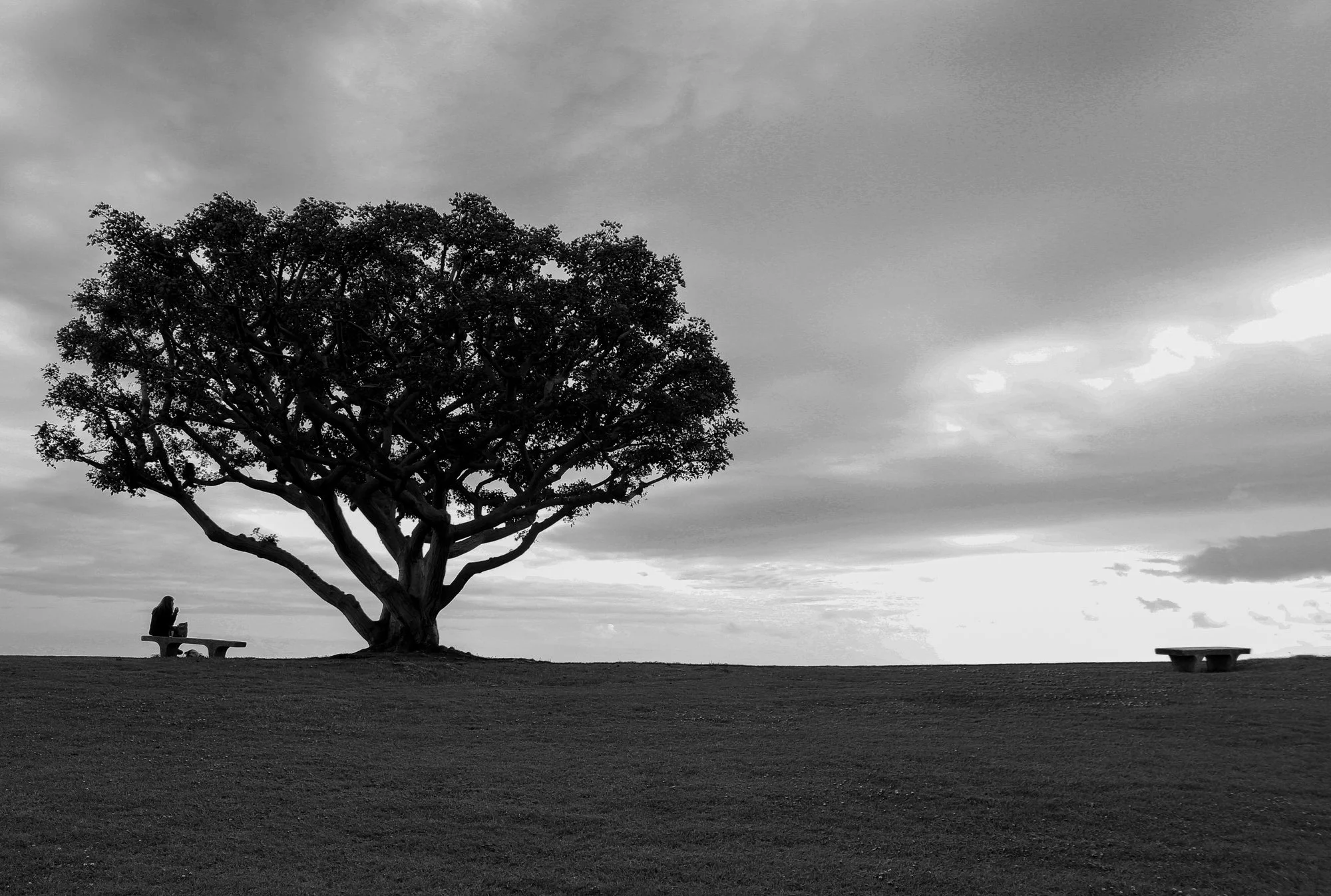 Black and white photo of a woman sitting on a bench under a large tree in an open park, with empty benches and a cloudy sky in the background.