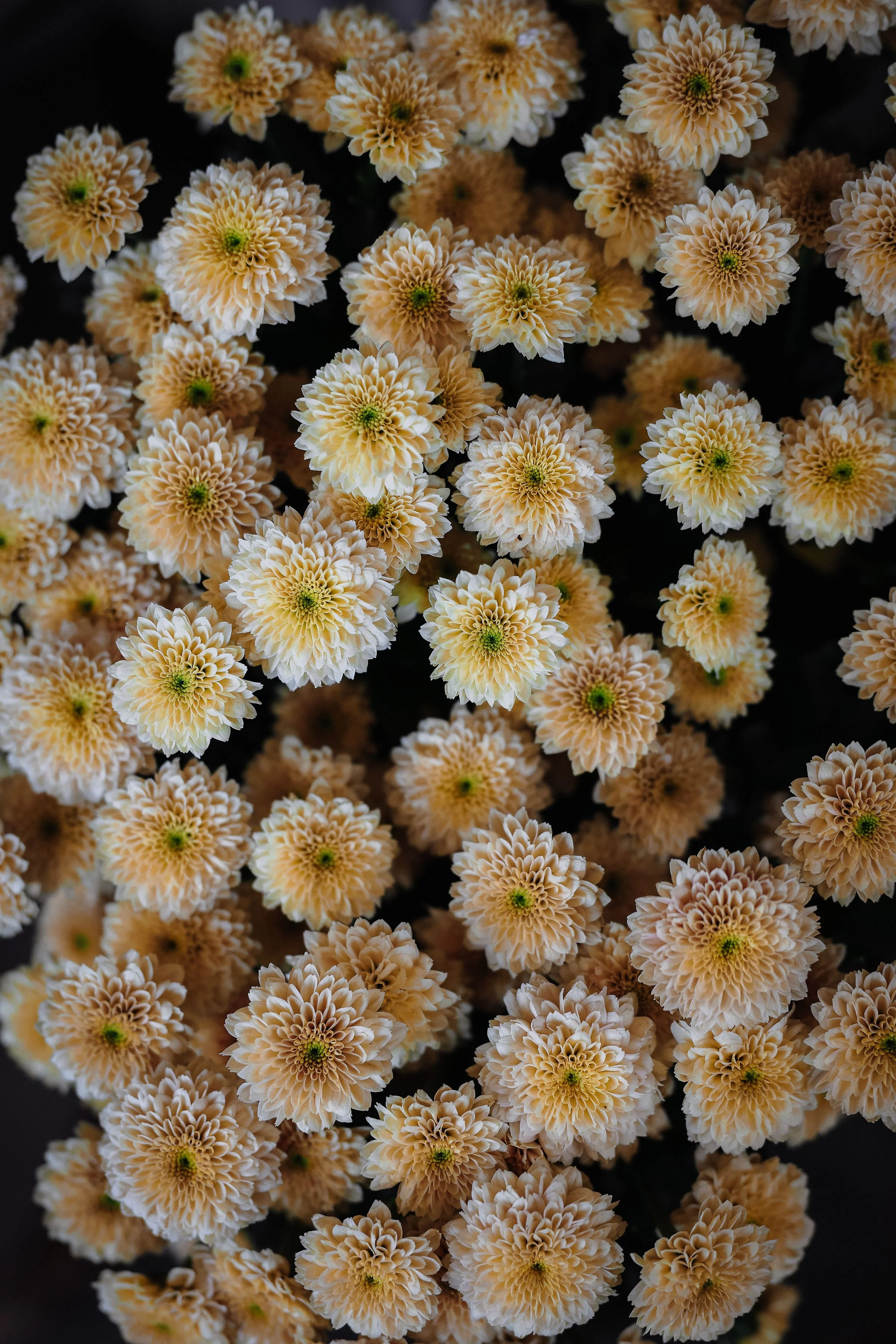 A large bunch of white flowers with yellow flowers
