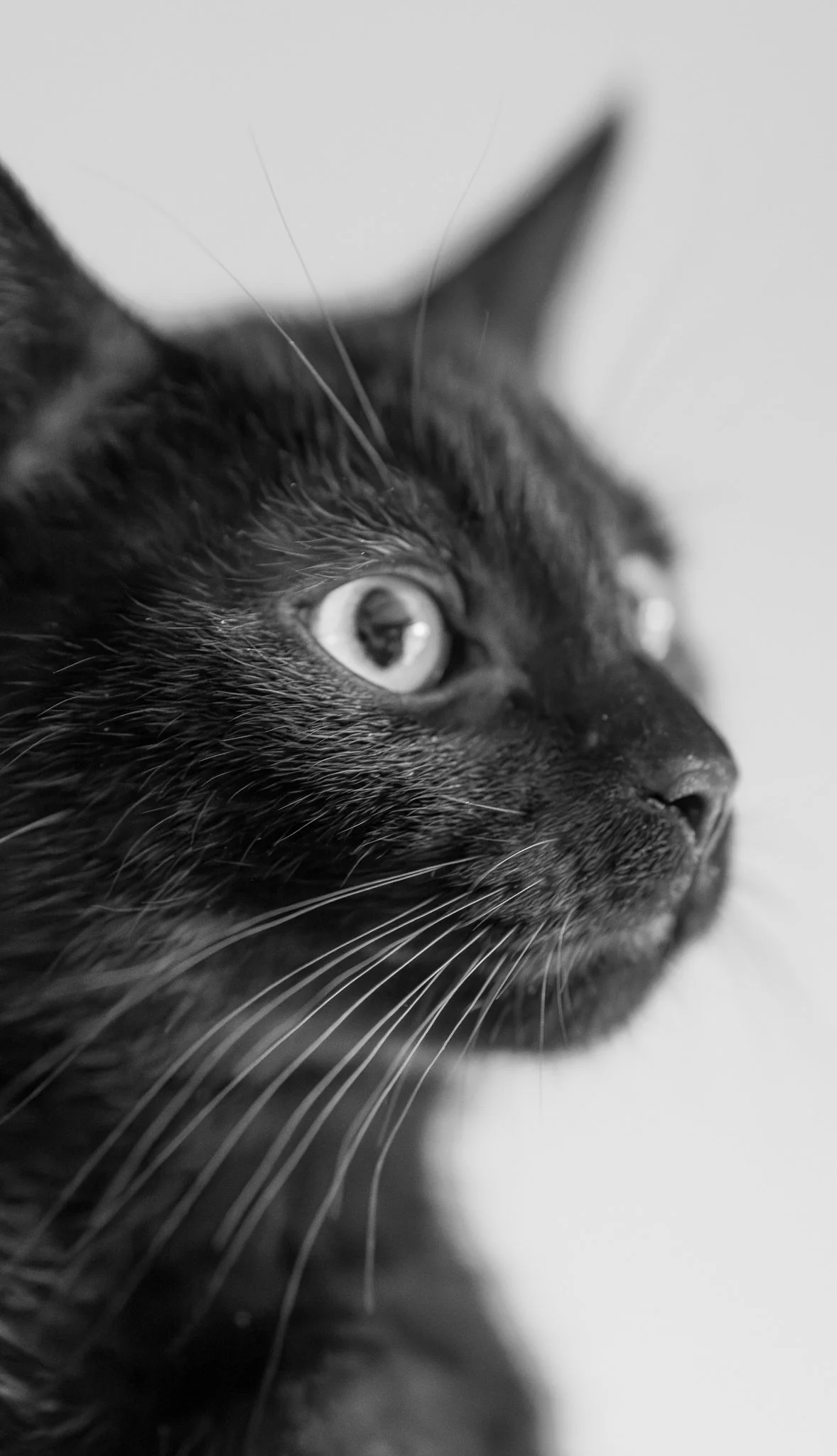 Close-up of a black cat's face in profile, showing its eye, nose, and whiskers, with a blurred background. photographed in coggeshall essex. Anne Wills Photography 
