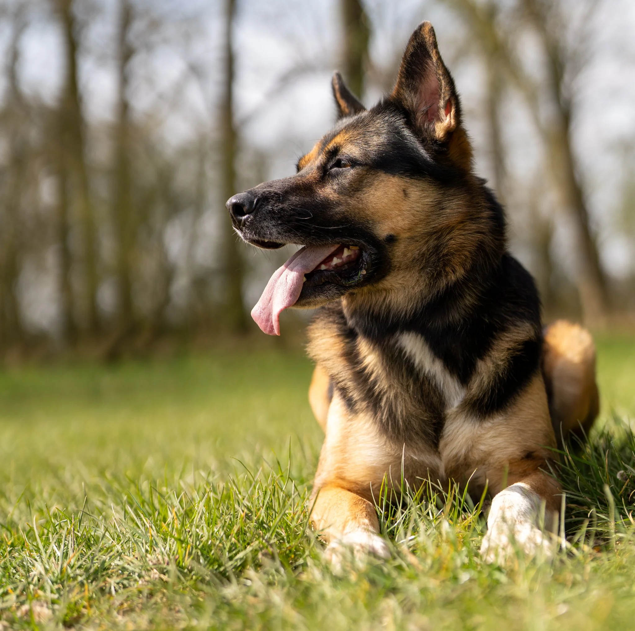 Photo of a dog, possibly a German Shepherd, sitting on grass with trees in the background, tongue hanging out. photographed in chelmsford essex in hylands park. Anne Wills Photography 