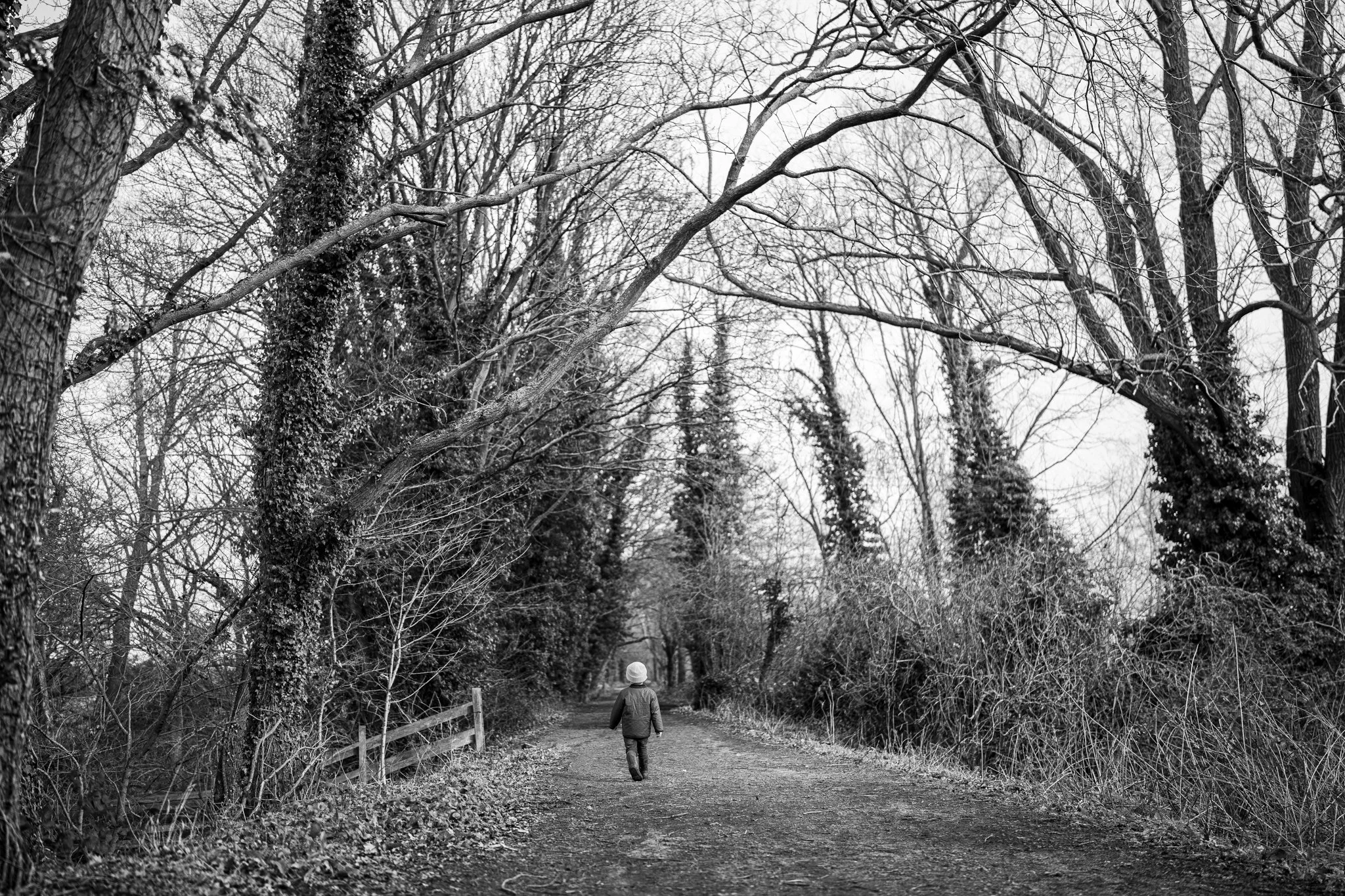 A person walking on a dirt trail in a forest with leafless trees, some with vines, and a wooden fence on the left side, in black and white. photographed down the flitch way, Essex. Anne Wills Photography 