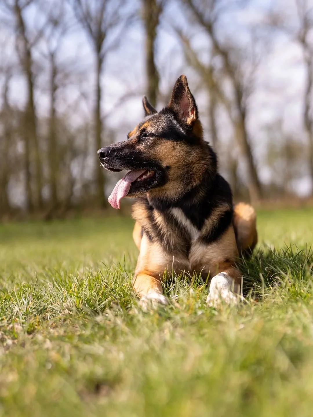 Sunshine, fresh grass, and a happy pup 🐾☀️

#petphotographyuk 
#essexportraitphotographer 
#braintreephotographer