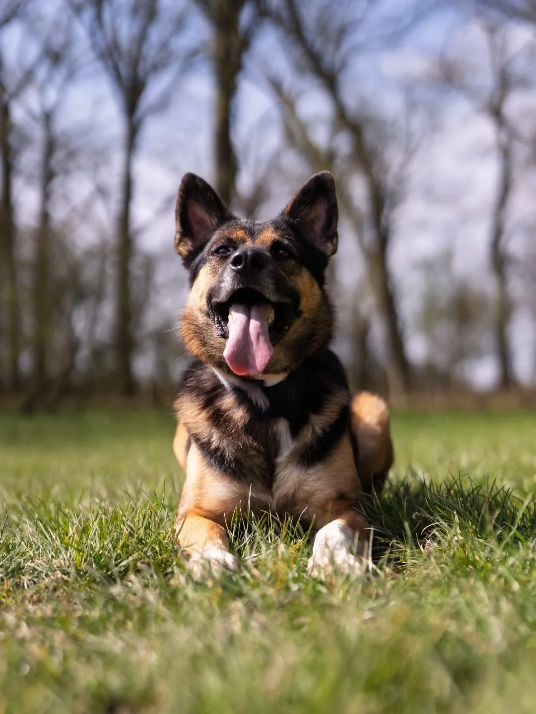 Sunshine, grass, and endless smiles 🐾☀️