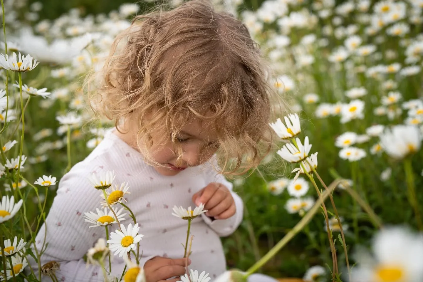Picking daisies in a meadow is a fun place to be 💛

#braintreephotographer 
#daisyphotography 
#essexportraitphotographer