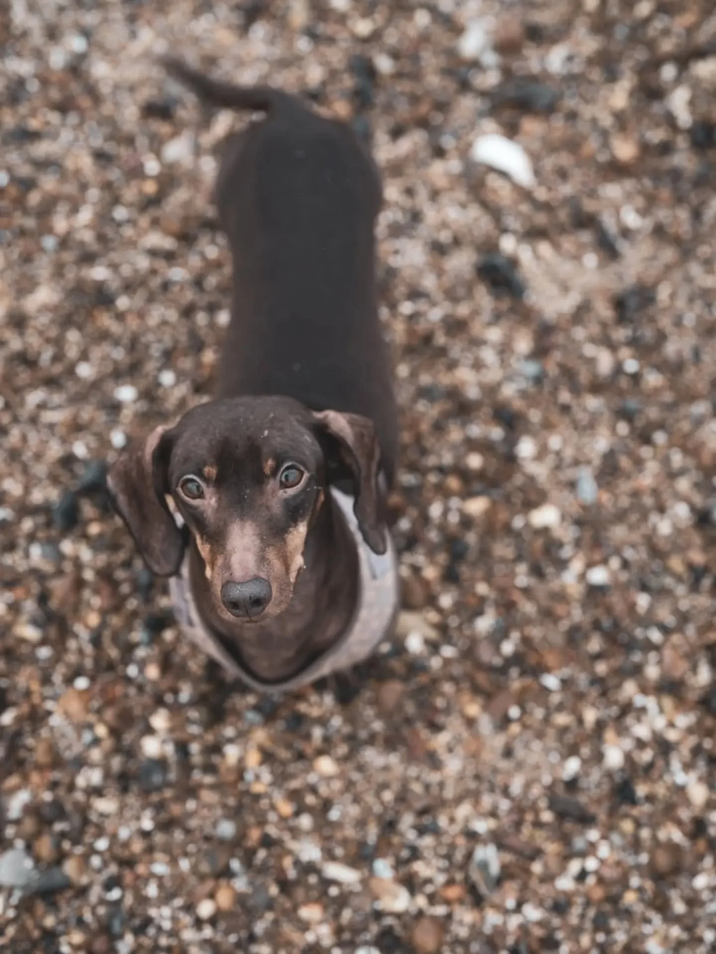 What a beautiful girl 🩷🐾

YES, dogs are absolutely included in all of my photoshoots! They&rsquo;re just as much a part of the family as everyone else, so of course they should be included in those special memories. 🐶❤️

My gorgeous couple brought