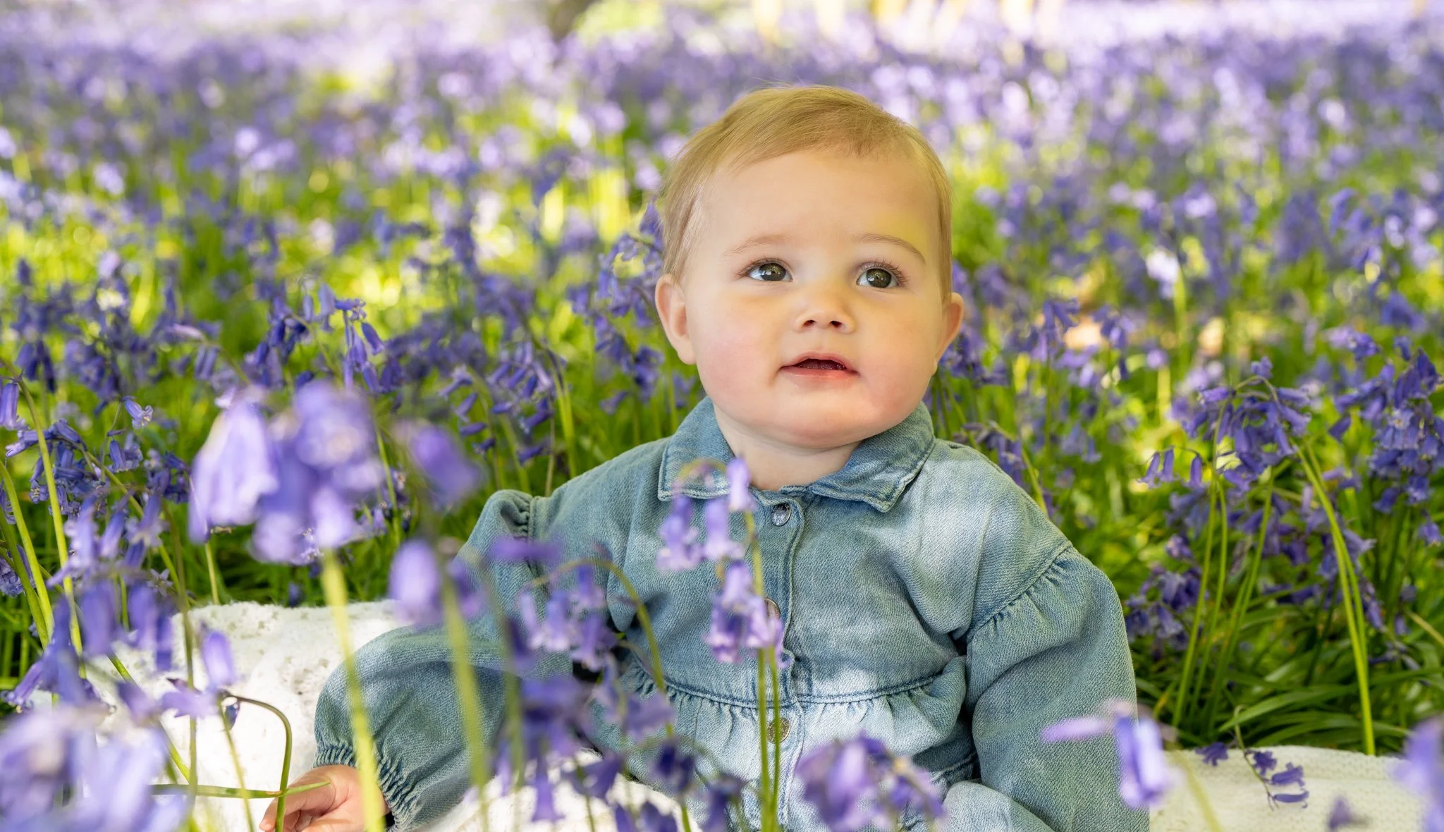 A toddler with blonde hair and blue eyes sitting outdoors in a field of purple flowers, wearing a denim jacket. Photographed in Bluebell woods in Shalford, Essex Anne Wills Photography 