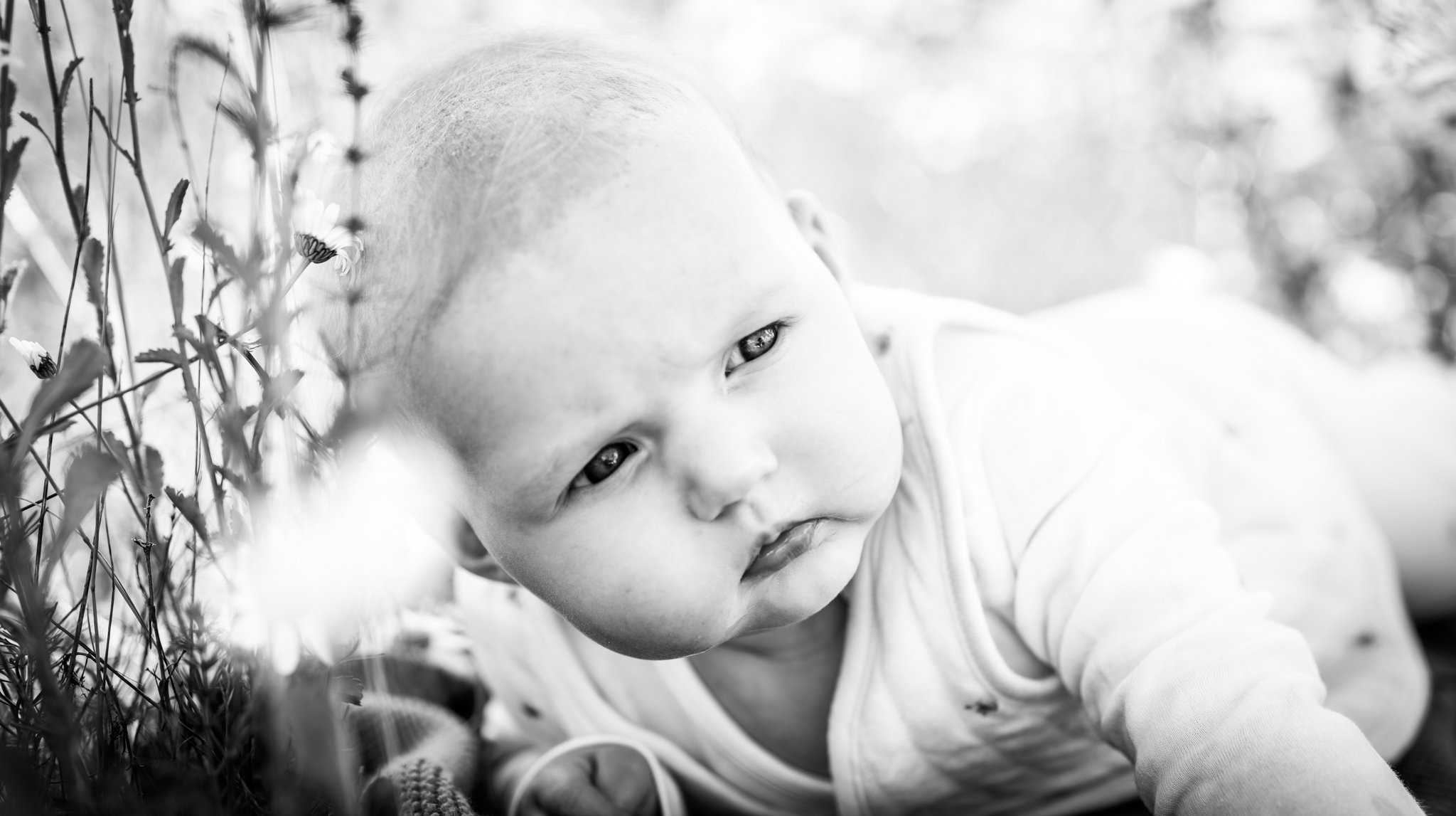 a little girl in black and white on her tummy in the daisy fields focusing on her eyes. Anne wills photography. dun mow, essex