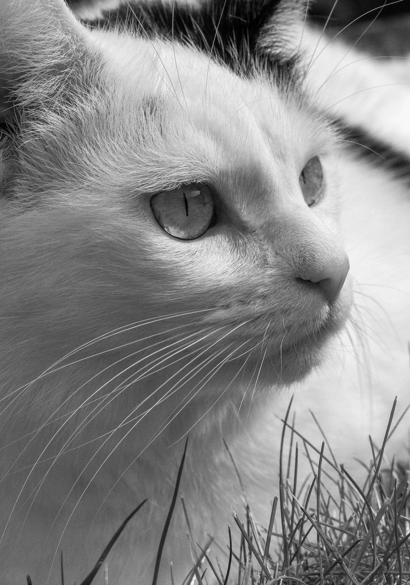 Close-up black and white photograph of a cat's face, showing its eyes, nose, and whiskers on grass. photographed in dun mow, essex. Anne Wills Photography 
