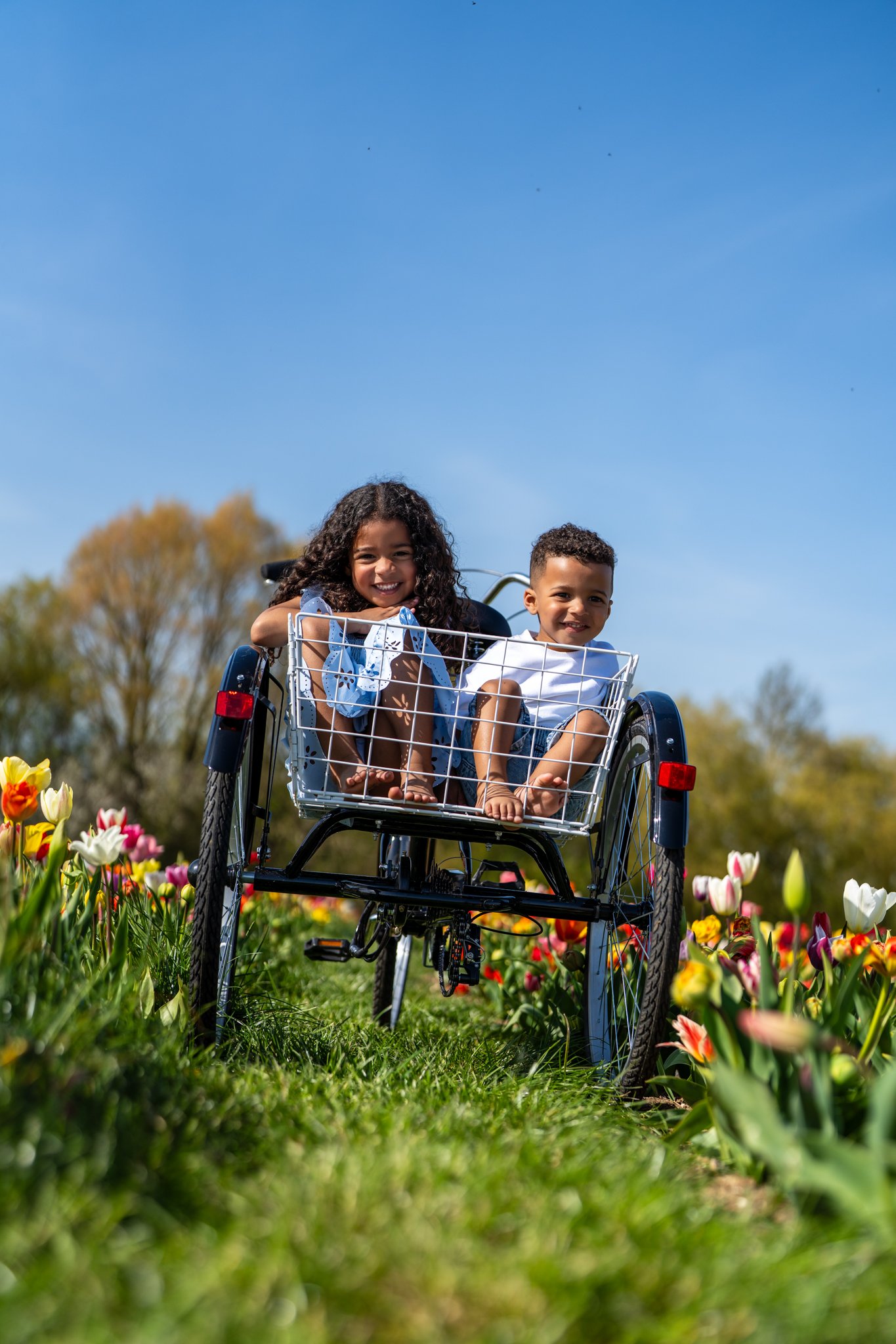 Two children, a girl and a boy, smiling and sitting in a bike with a basket, in a field of colorful tulips under a clear blue sky. photographed in tulip fields, hatters farm, Essex. Anne Wills Photography 