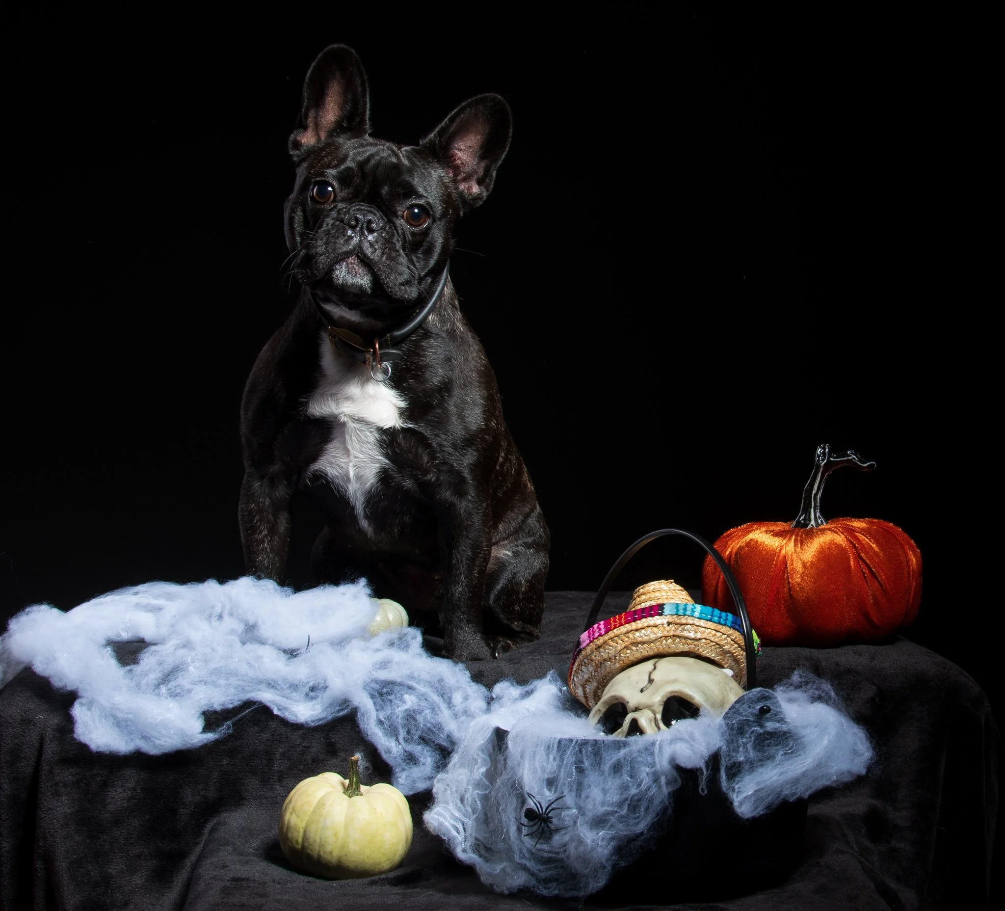 Black French Bulldog puppy sitting among Halloween-themed decorations including pumpkins, skull, spider, and colorful woven hat on black background. photographed in chelmsford, Essex. Anne Wills Photography 