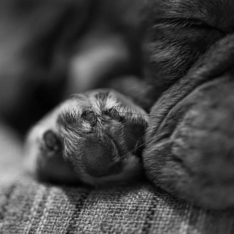Close-up of a sleeping puppy with its small face and paw visible, lying on a textured surface.