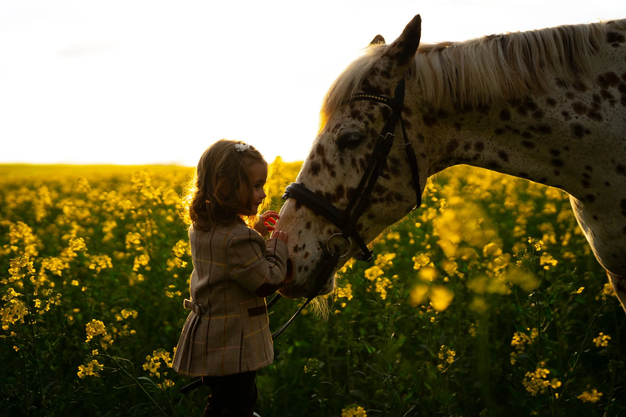 A young girl with brown hair wearing a plaid coat and a white flower hair clip gently touching the nose of a white and brown-spotted horse in a field of yellow flowers during sunset. photographed in felsted essex. Anne Wills Photography 