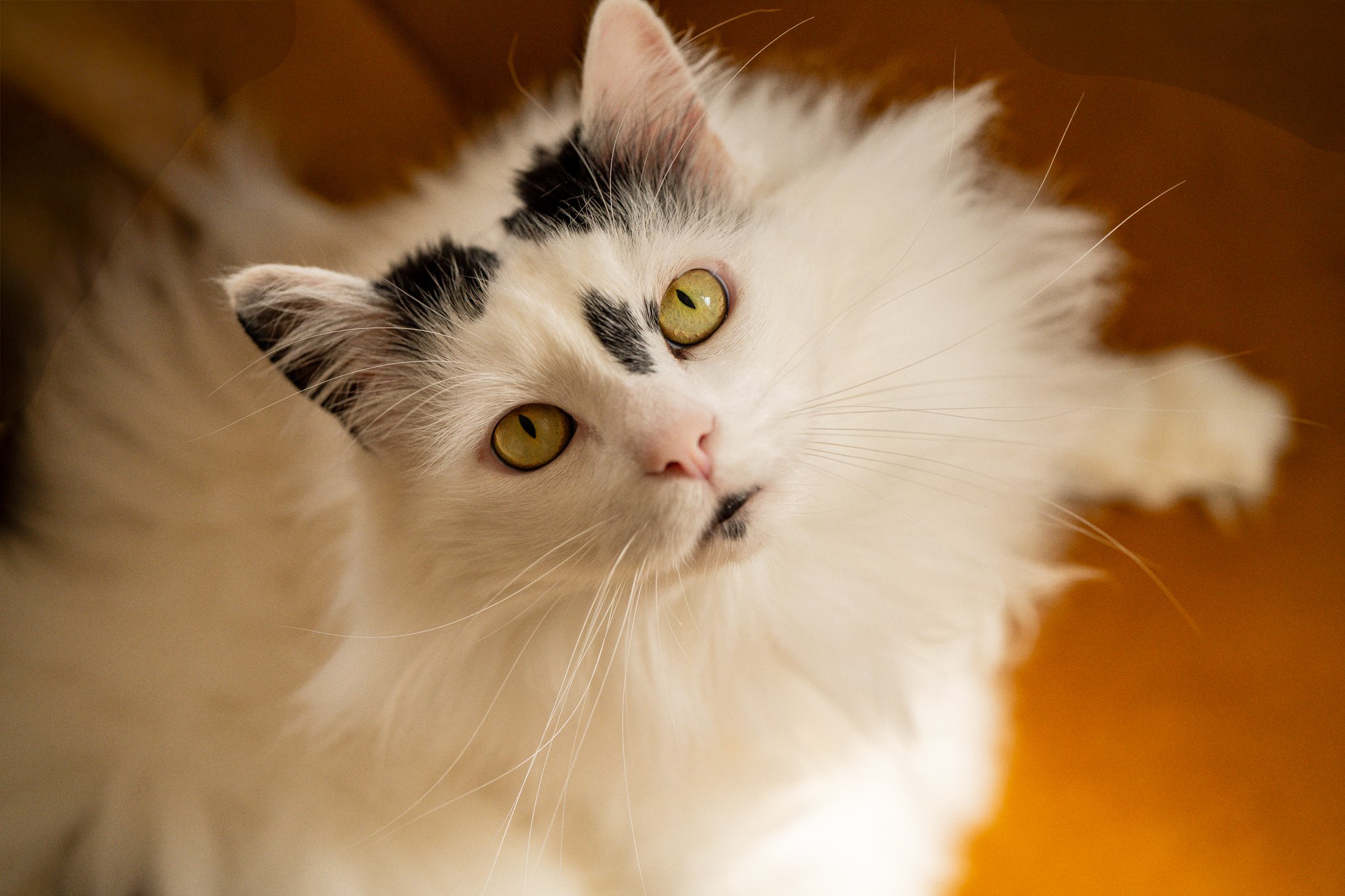 Close-up photo of a white cat with black markings on its face, lying down with green/yellow eyes looking at the camera. photographed in witham, essex. Anne Wills Photography 
