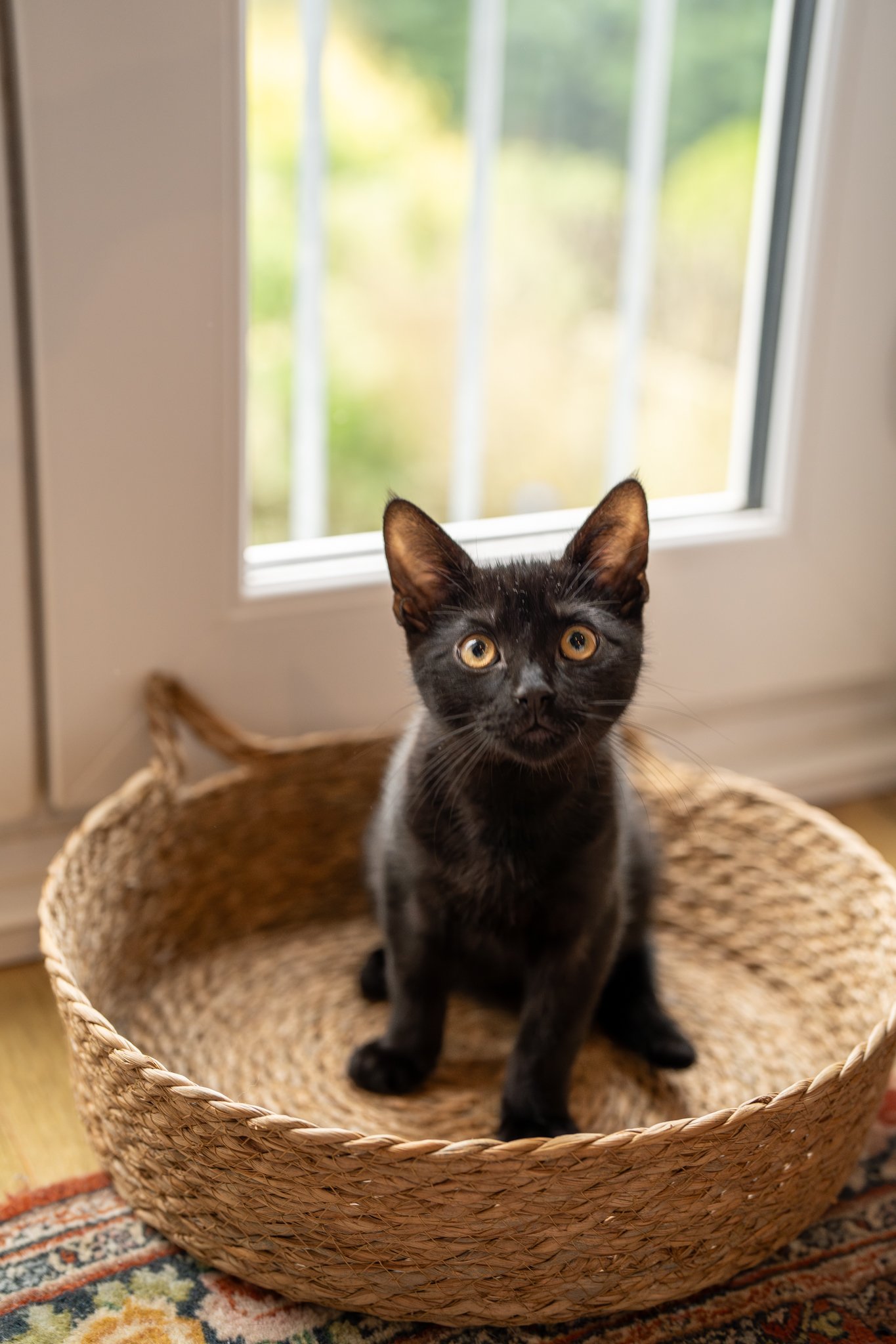 A black kitten with large yellow eyes sitting in a woven wicker basket near a window with white blinds. photographed in Colchester, essex. Anne Wills Photography 
