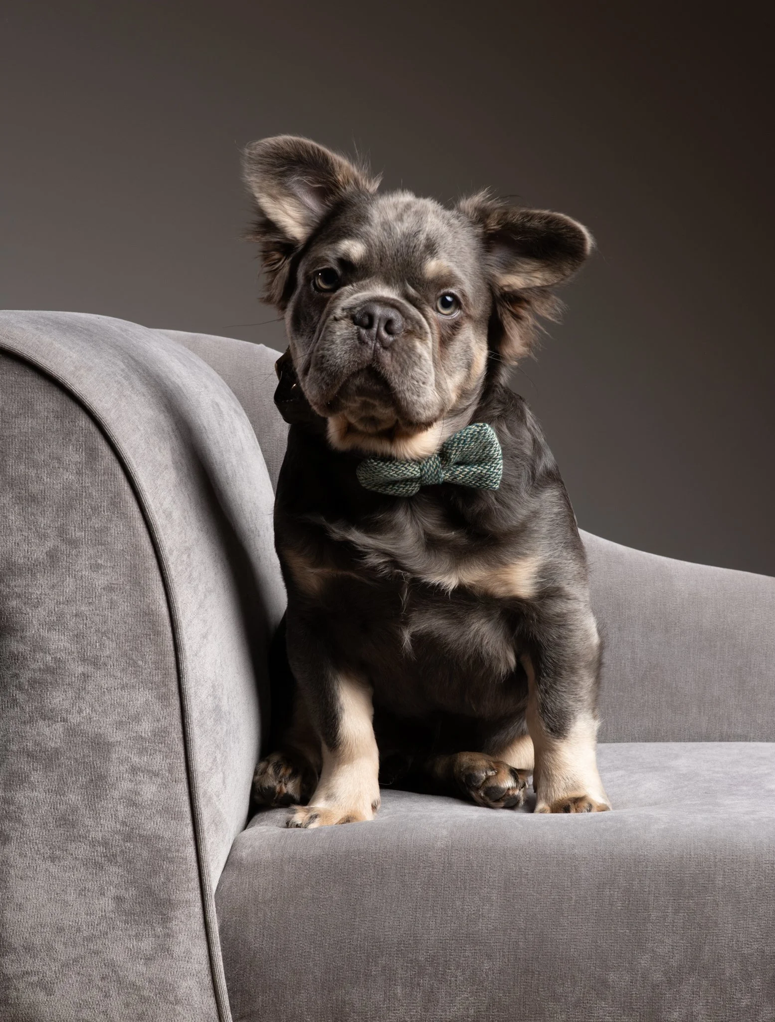 A cute brindle puppy, sitting on a gray sofa, wearing a green bow tie, against a plain dark background. Anne Wills Photography 