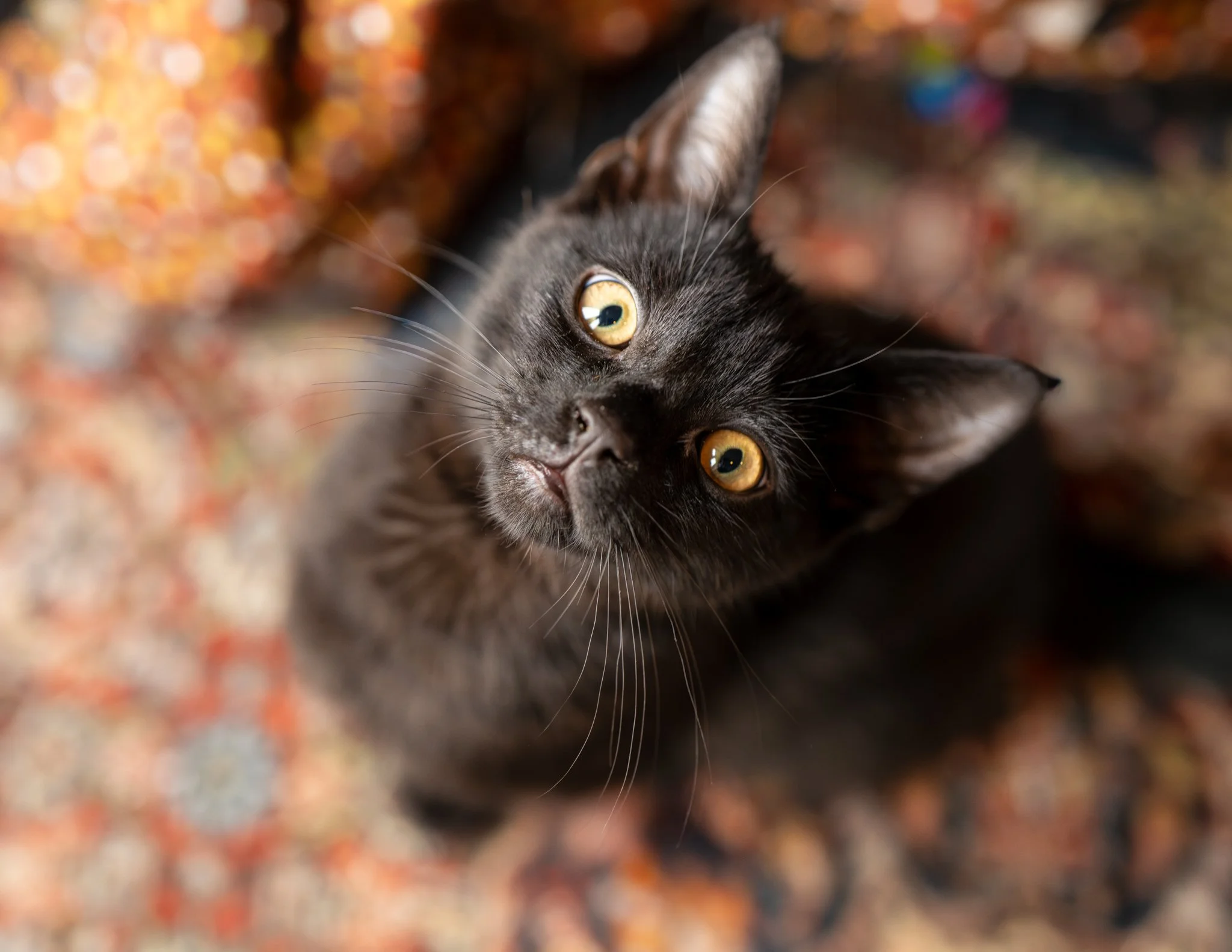 Close-up photo of a black cat with yellow eyes lying on a multicolored mosaic surface, looking up at the camera. photographed in Rayne, essex. Anne Wills Photography 