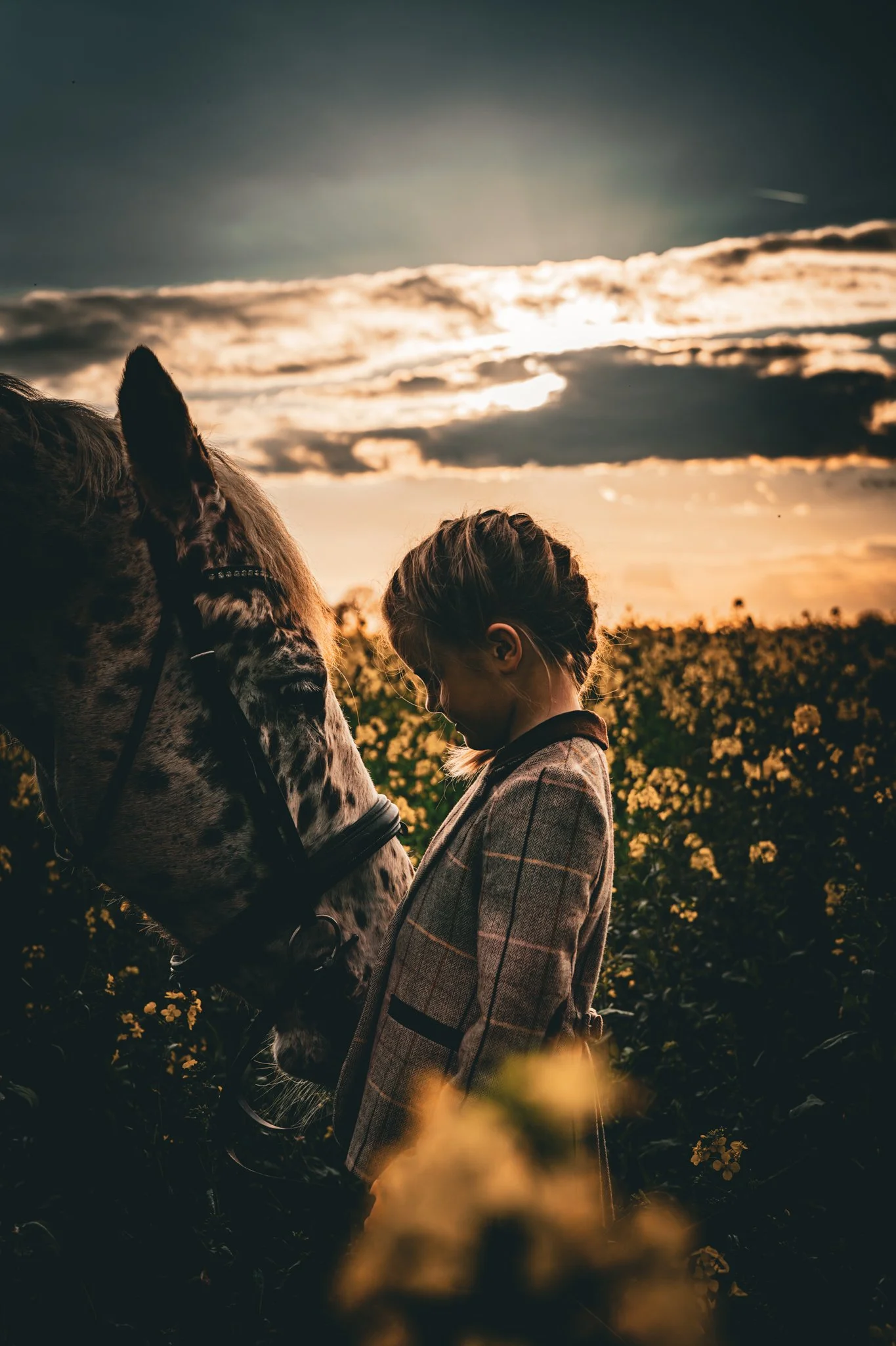A young girl with her head bowed, standing close to a horse with a patterned coat, in a field of yellow flowers at sunset. photographed in feasted Essex. Anne Wills Photography 