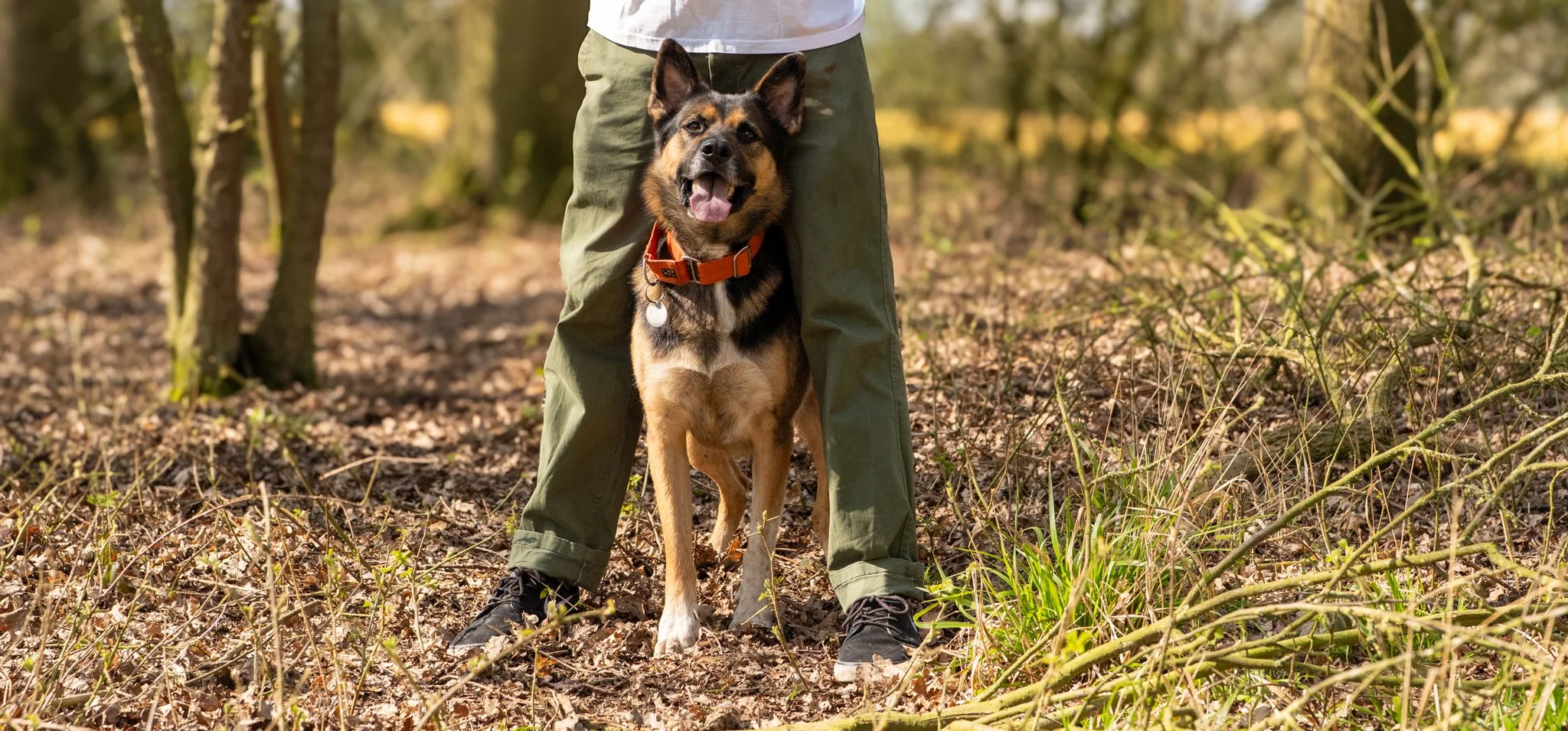 A person standing in a forest holding a happy German Shepherd dog with an orange collar, surrounded by trees and fallen leaves. photographed in Rayne, Essex. Anne Wills Photography 