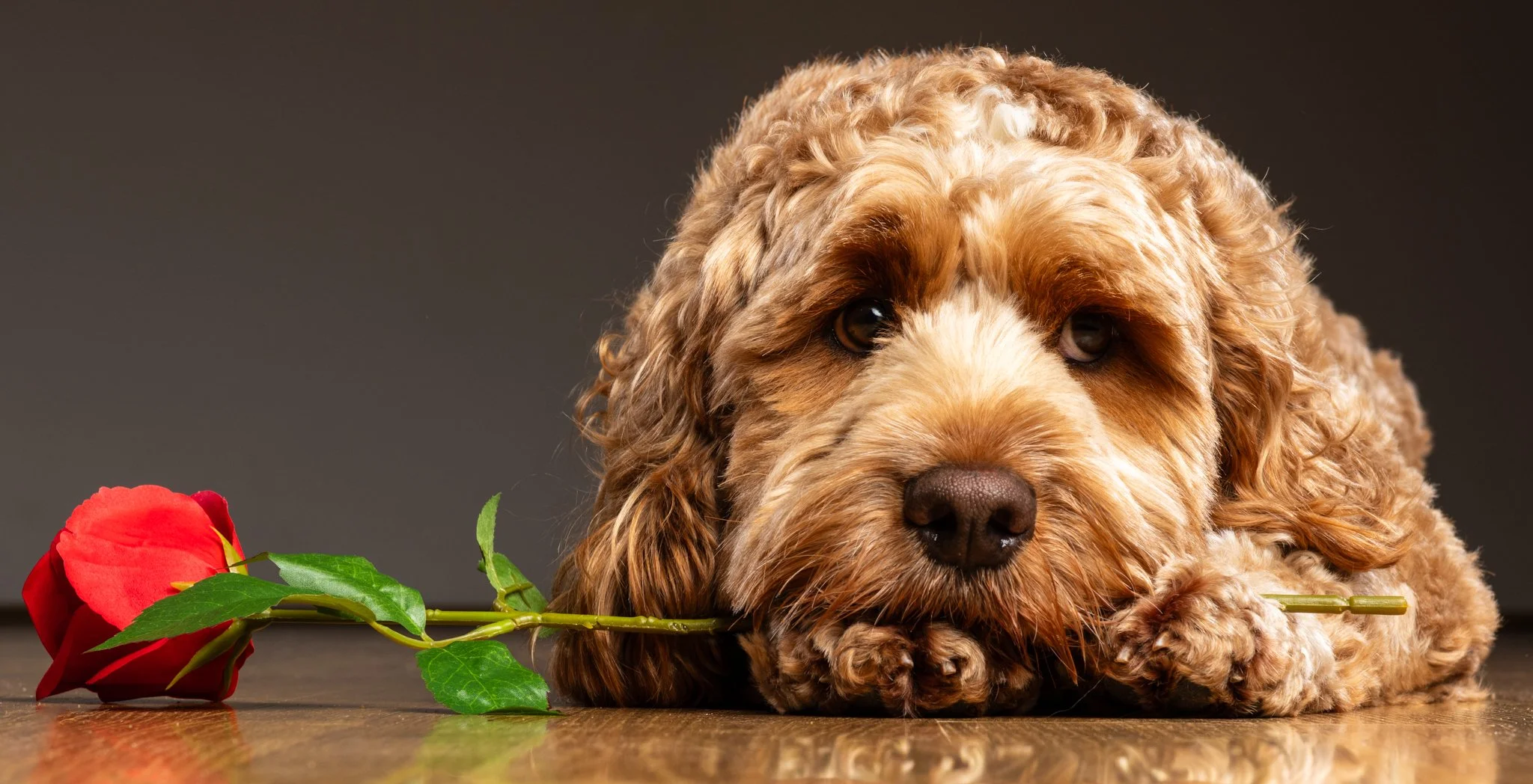 A cute brown curly-haired puppy lying down with a red rose in front of it on a wooden surface. Anne Wills Photography 
