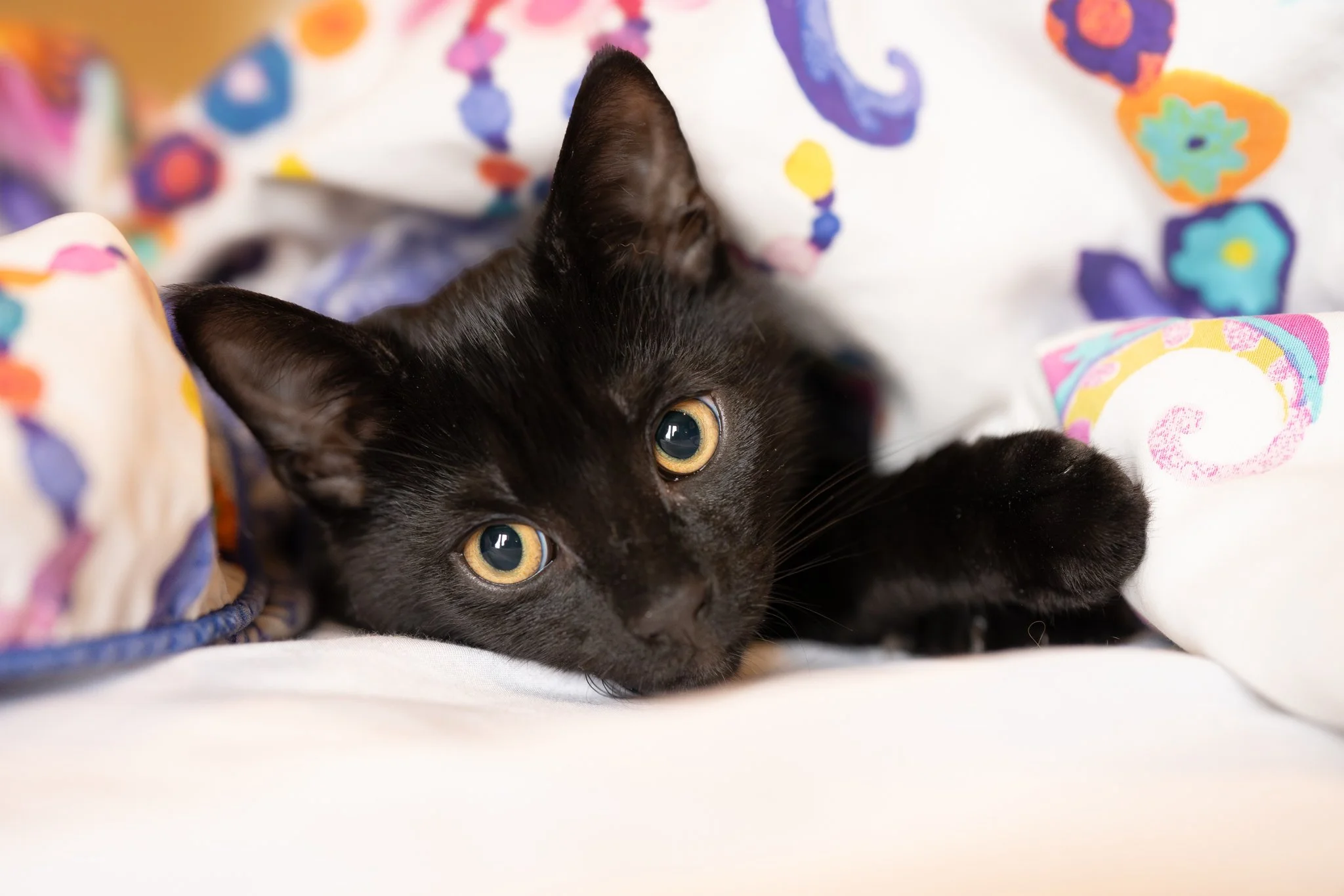 Close-up of a black kitten with yellow eyes lying on a colorful, floral-patterned blanket. photographed in Rayne, Essex. Anne Wills Photography 