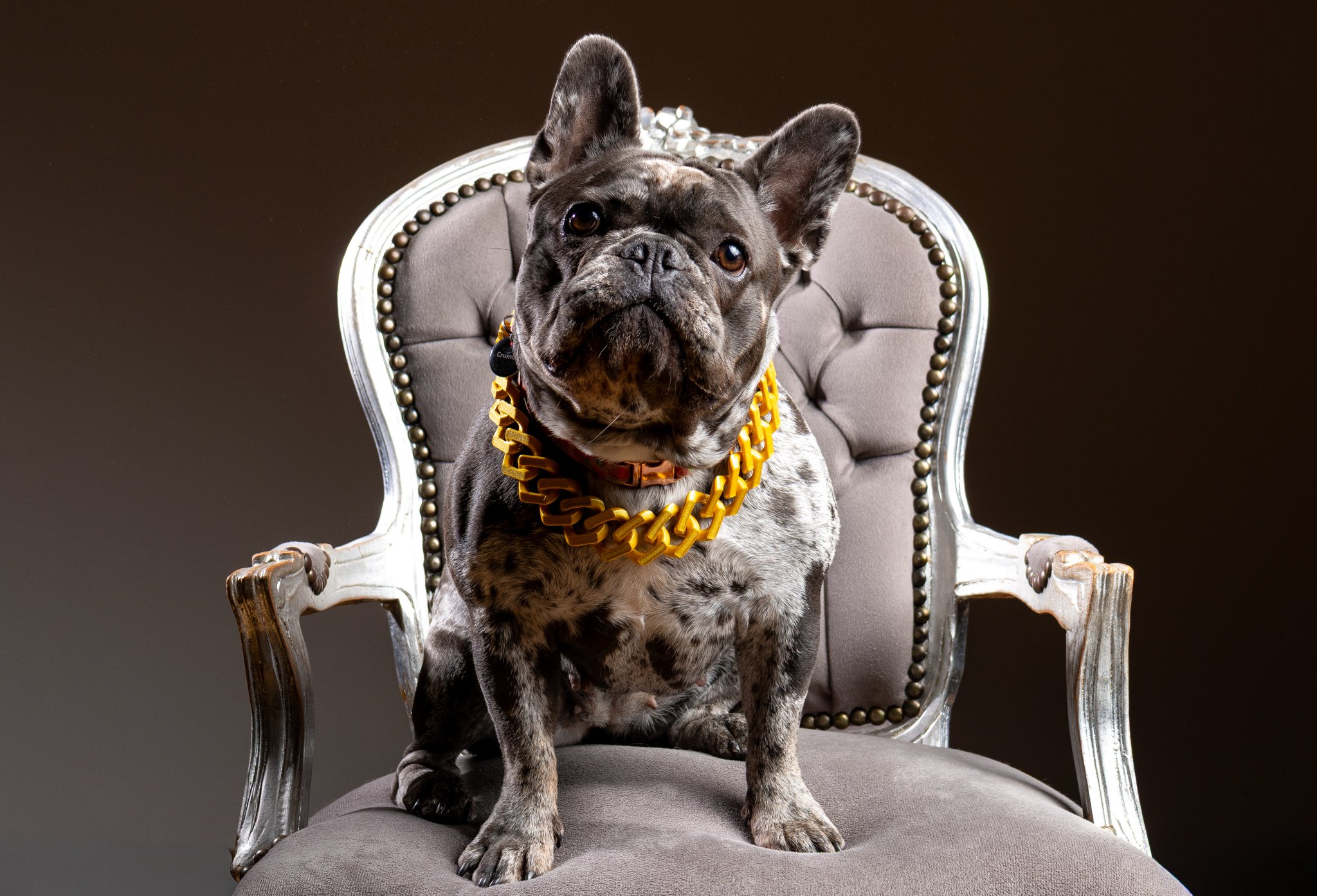 A French bulldog sitting on a gray, ornate armchair with a dark background. The dog is wearing a large, chunky gold chain necklace and a collar. photographed in coggeshall essex. Anne Wills Photography 