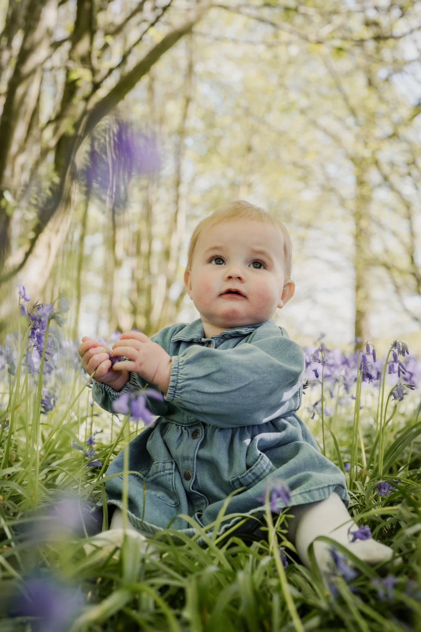 A young child sitting in a field of purple flowers with tall trees and sunlight in the background. Photographed in Shalford, near Braintree Essex in the bluebell woods. Anne Wills Photography 