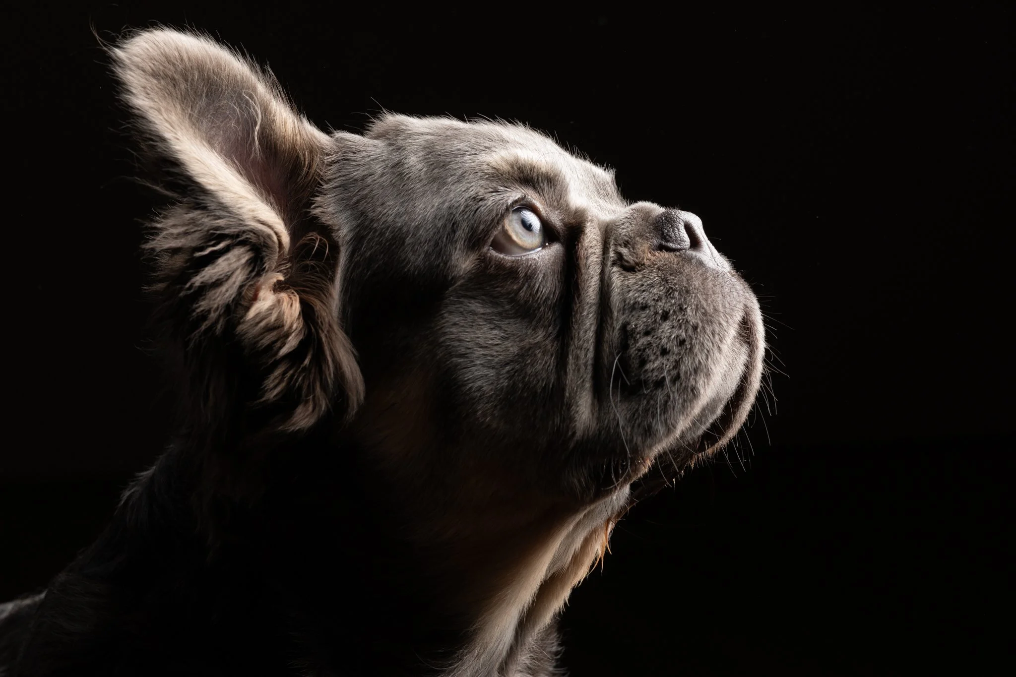 long haired French bulldog in studio