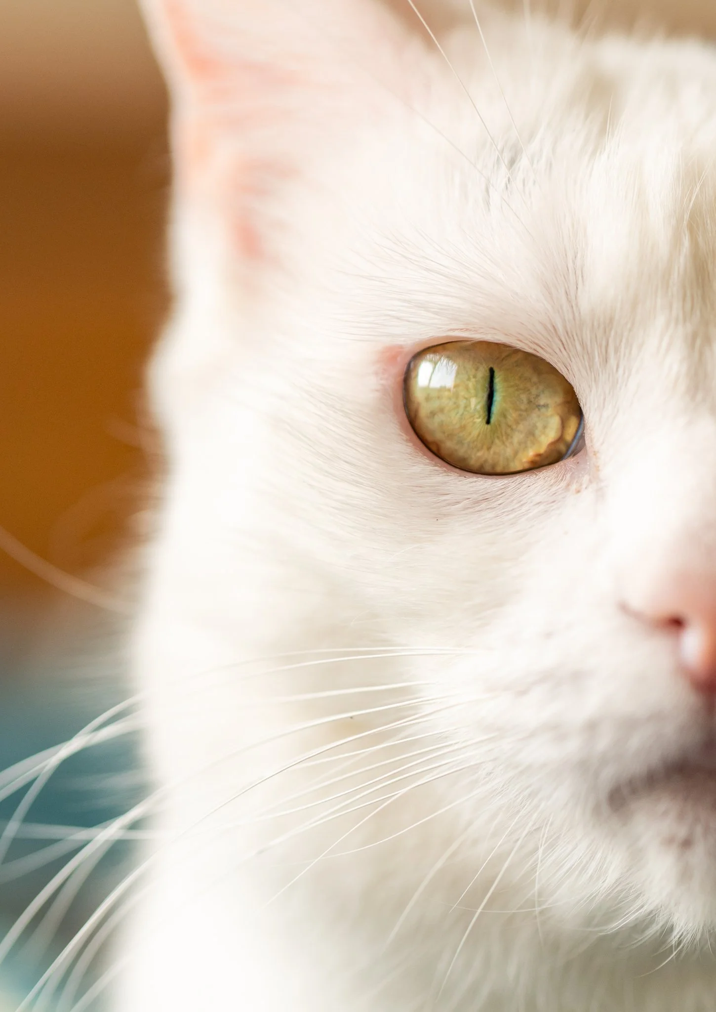 Close-up of a cat's eye with green iris and slit pupil, and white fur surrounding the eye. Photographed in Witham, Essex