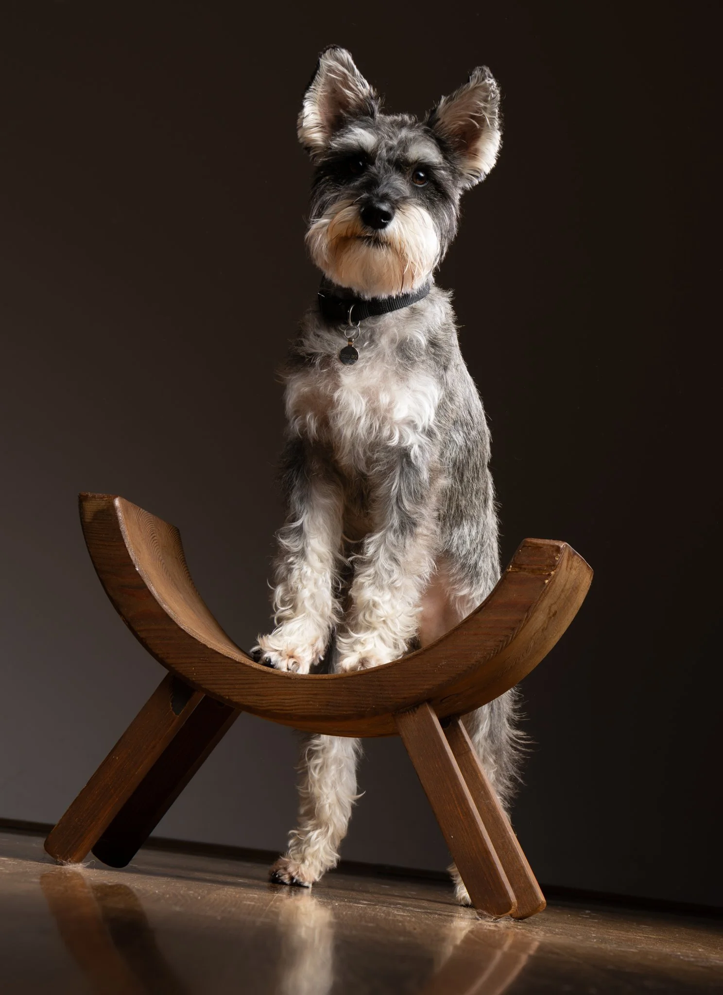 A dog standing on a wooden chair, looking at the camera, with a dark brown background. Anne Wills Photography 