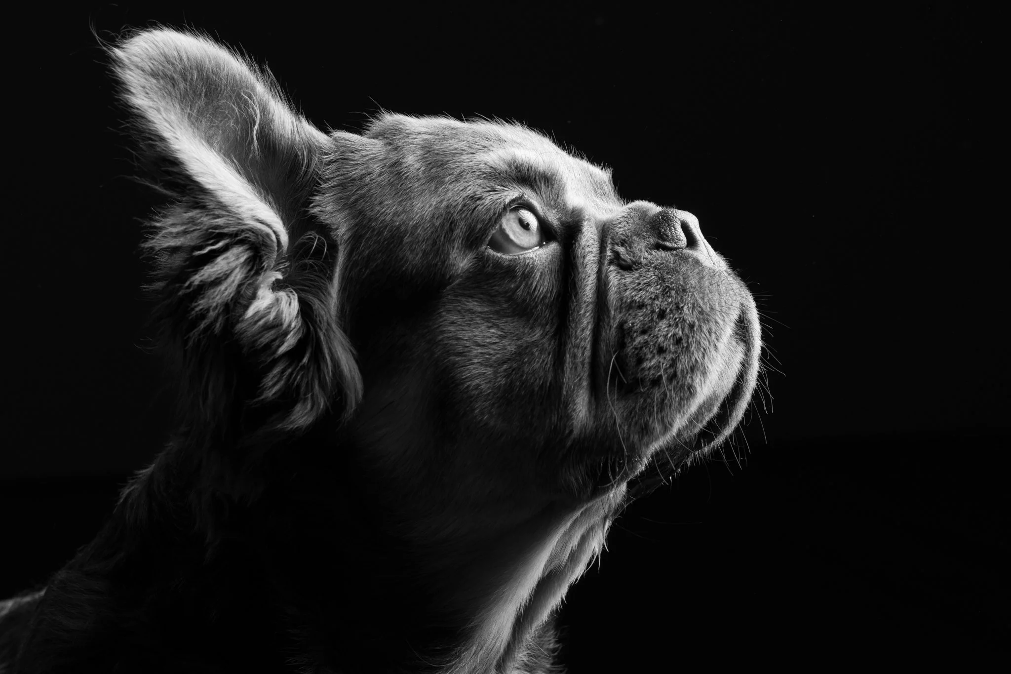 Black and white close-up of a dog's face, showing detailed fur, with one eye visible, against a dark background. Anne Wills Photography 