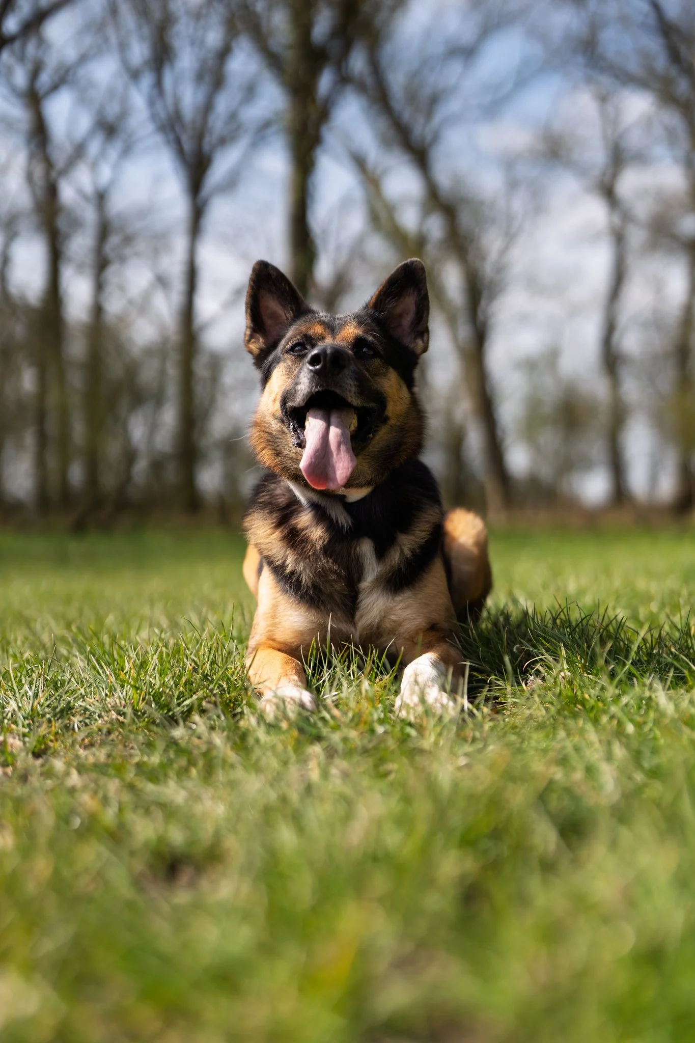 A happy dog with black, brown, and white fur lying on green grass outdoors with trees in the background on a cloudy day. photographed in hylands park, essex. Anne Wills Photography 