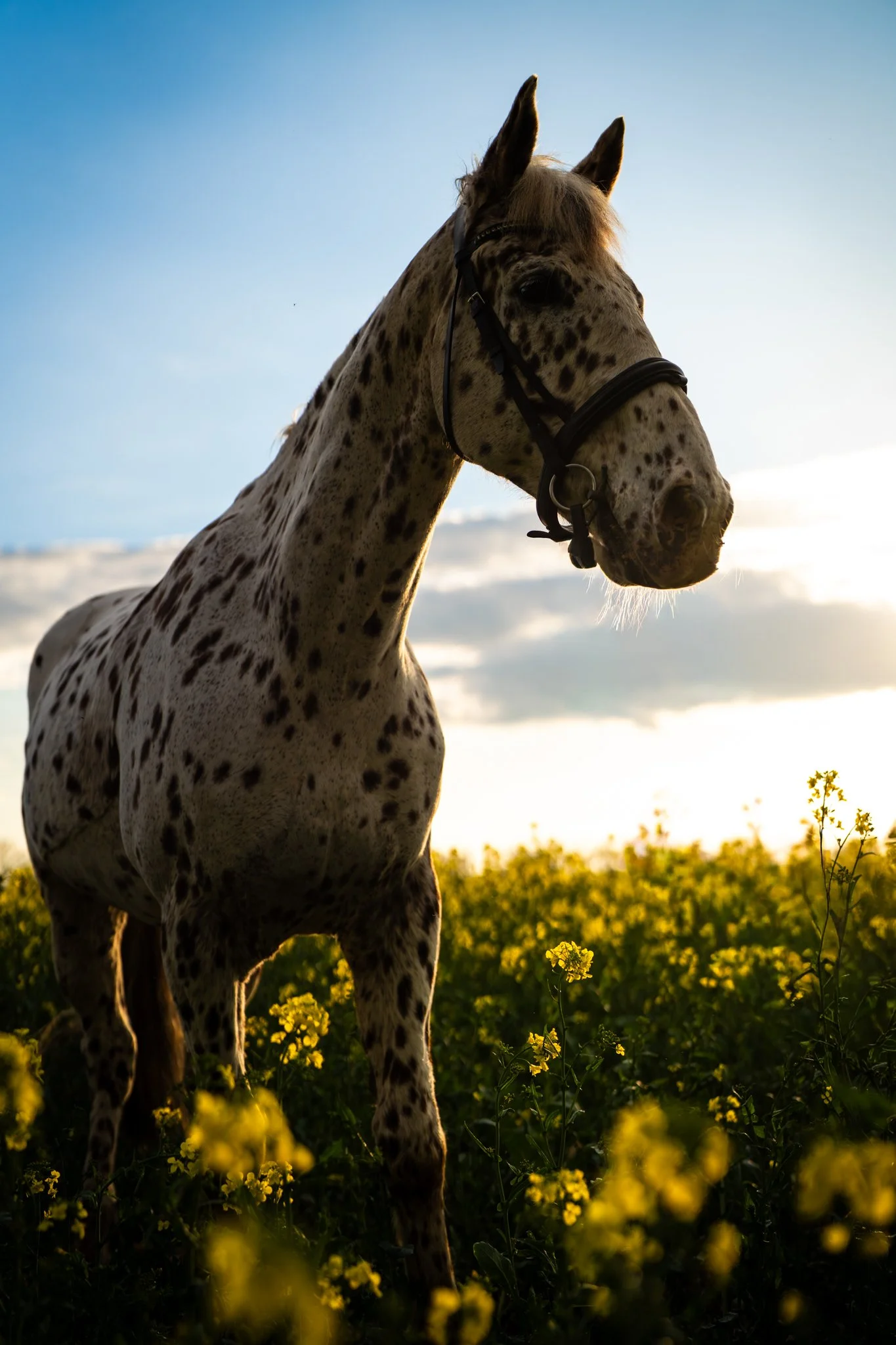 A white horse with black spots stands in a field of yellow flowers at sunset, with a blue sky and clouds in the background. photographed in felsted essex. Anne Wills Photography 