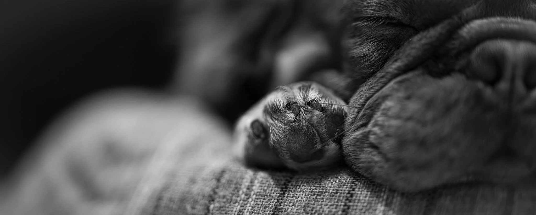 a close up of a dogs nose and paw