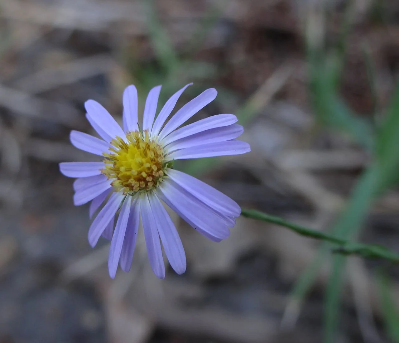 Sky Blue Aster