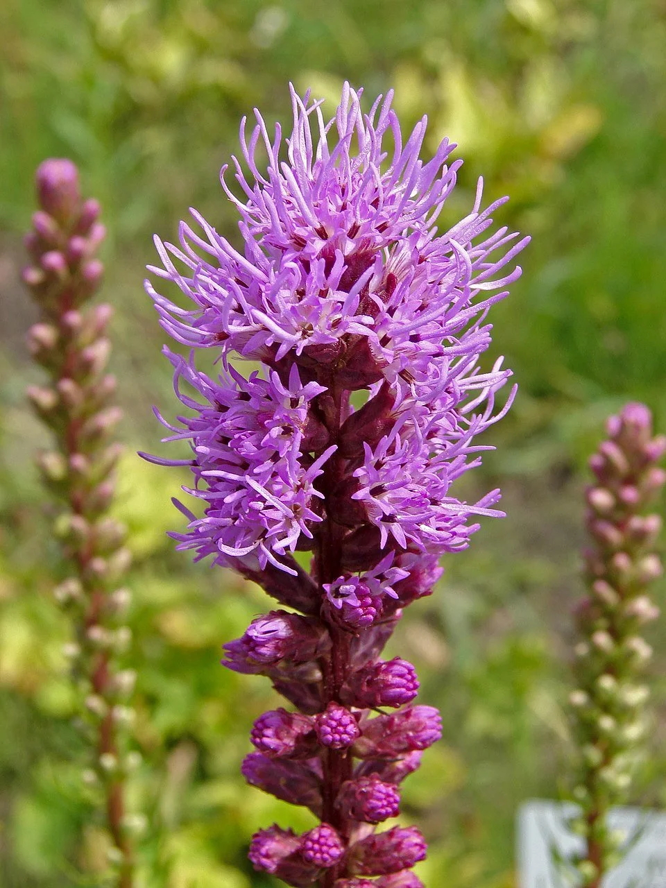 960px-Liatris_spicata_Purple.jpg