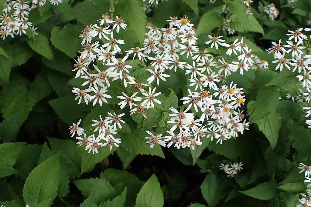 Large-leaved Aster