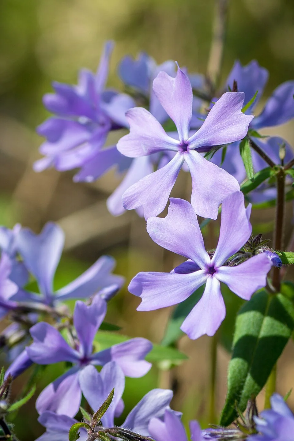 960px-Wild_Blue_Phlox_(Phlox_divaricata)_(26334283702).jpg